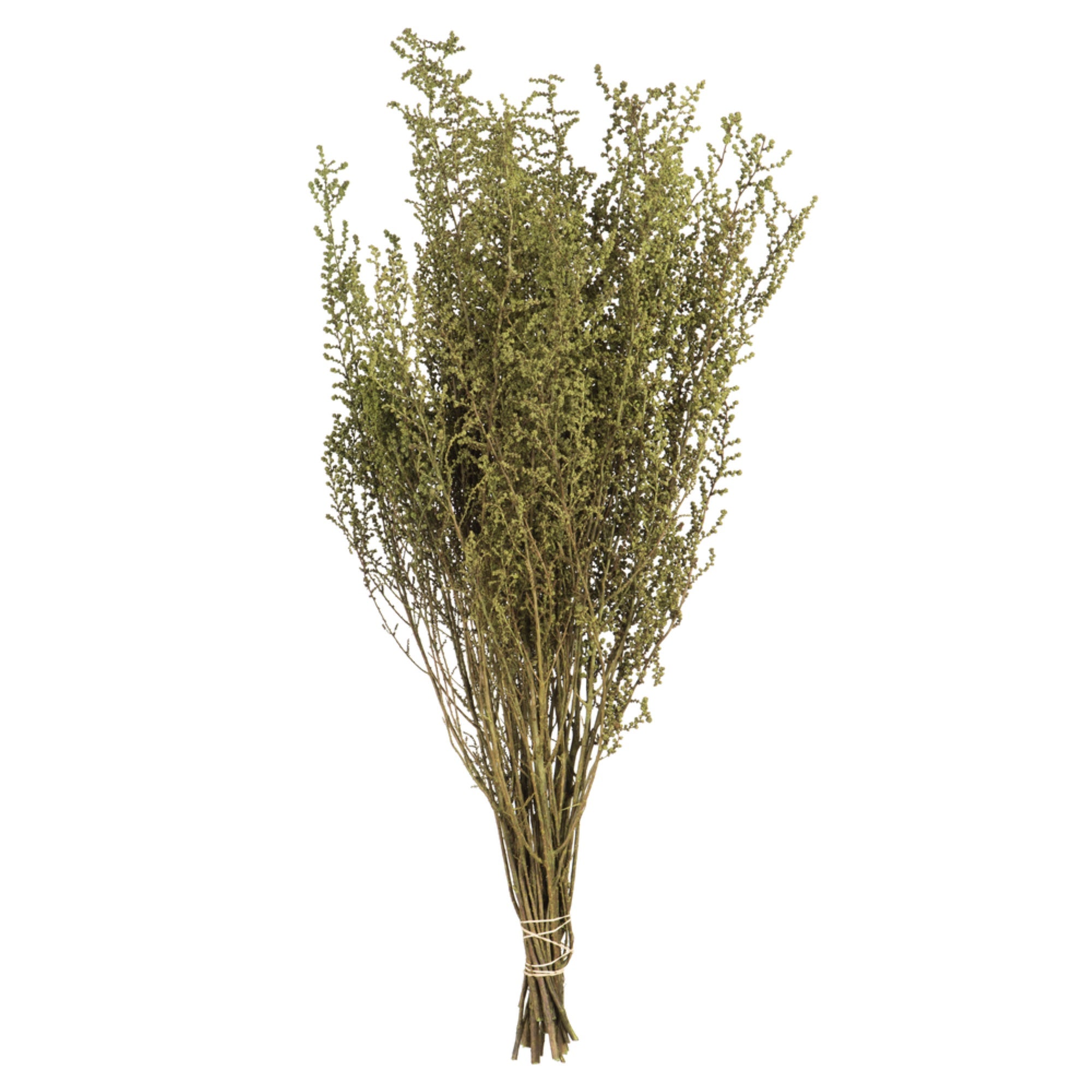 14-18” Spring Green Stoebe 5oz Bundle