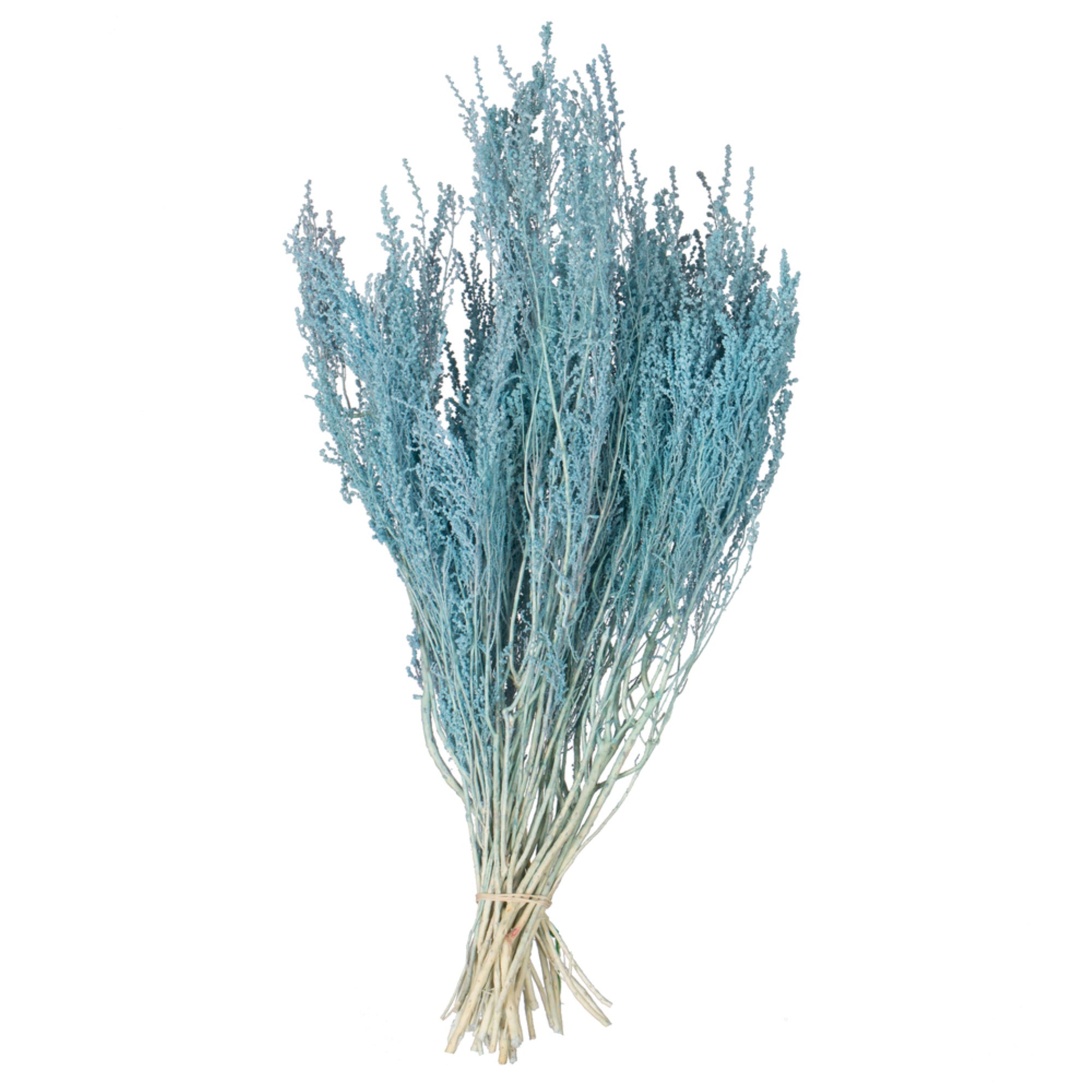 14-18” Baby Blue Stoebe 5oz Bundle