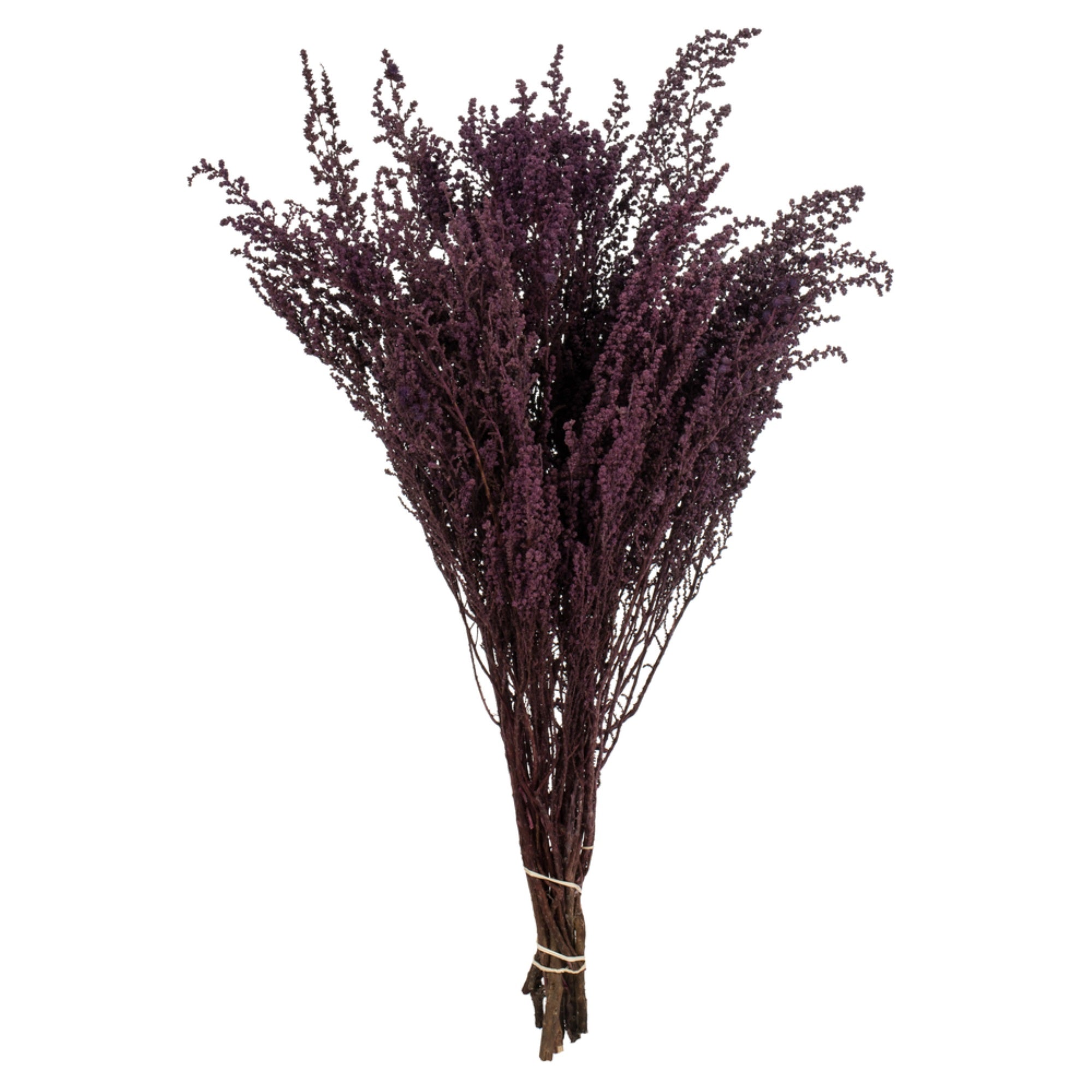 14-18” Violet Stoebe 5oz Bundle