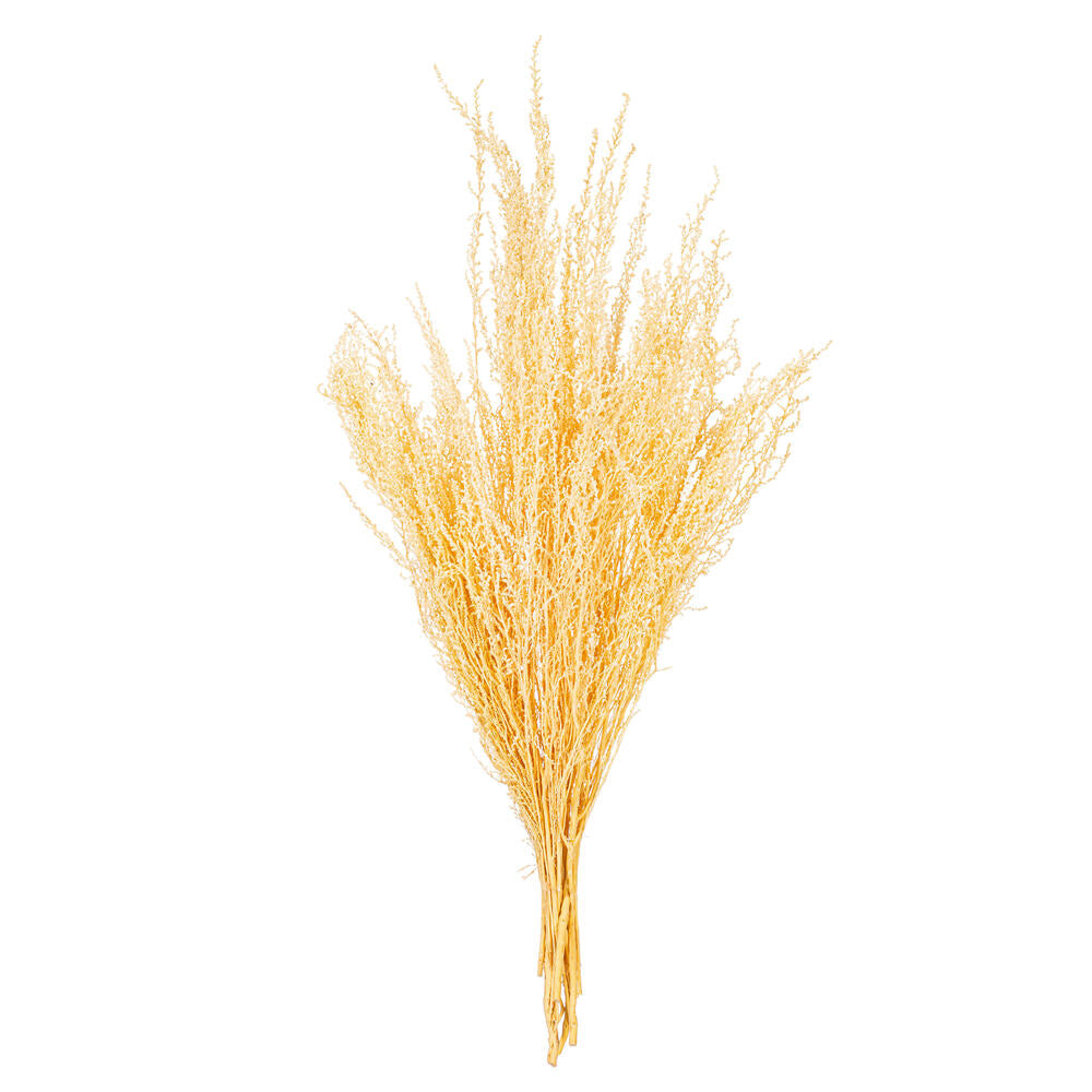 18” Bleached Stoebe 2.5 oz Bunch