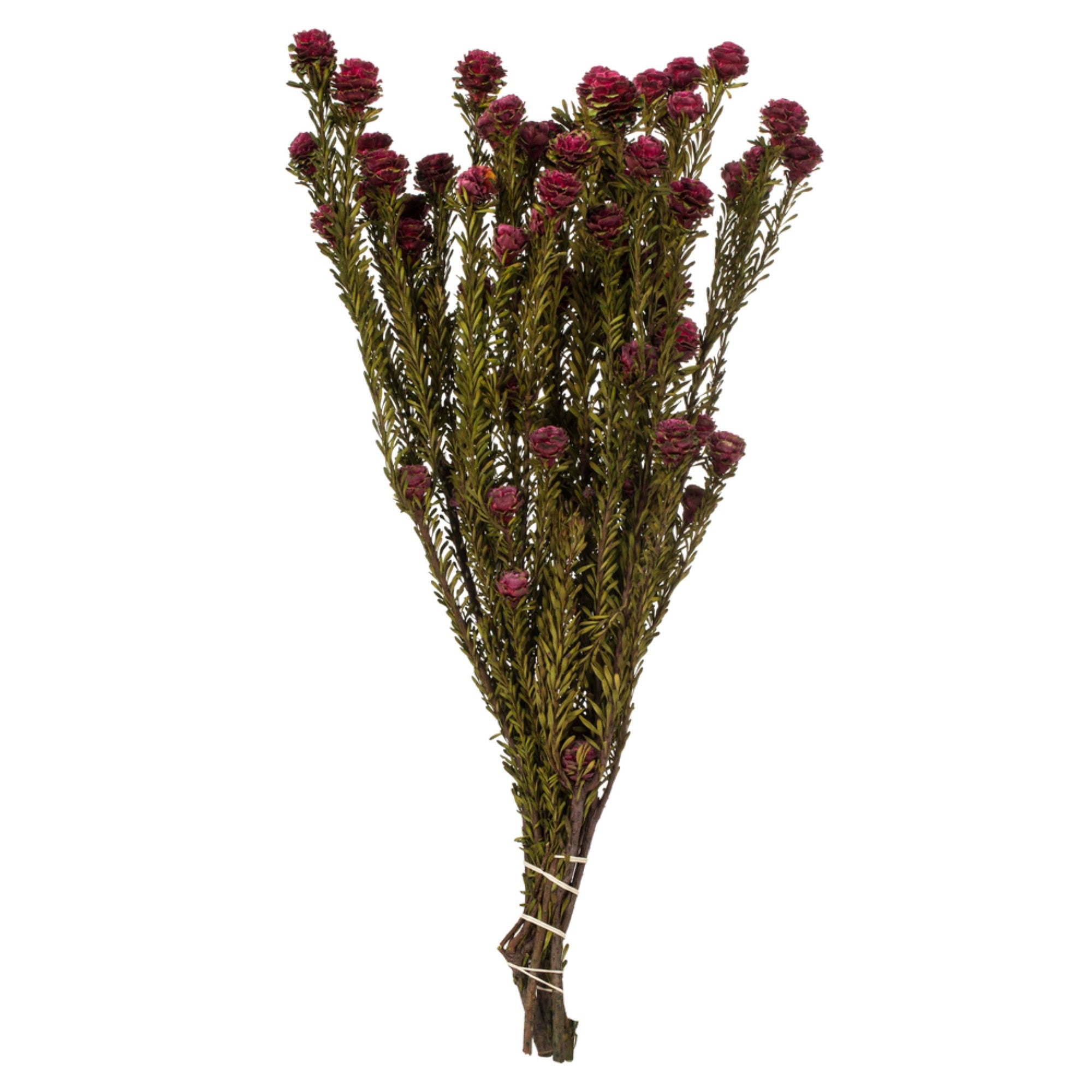 12” Merlot Tortum 5oz Bundle 2Pk