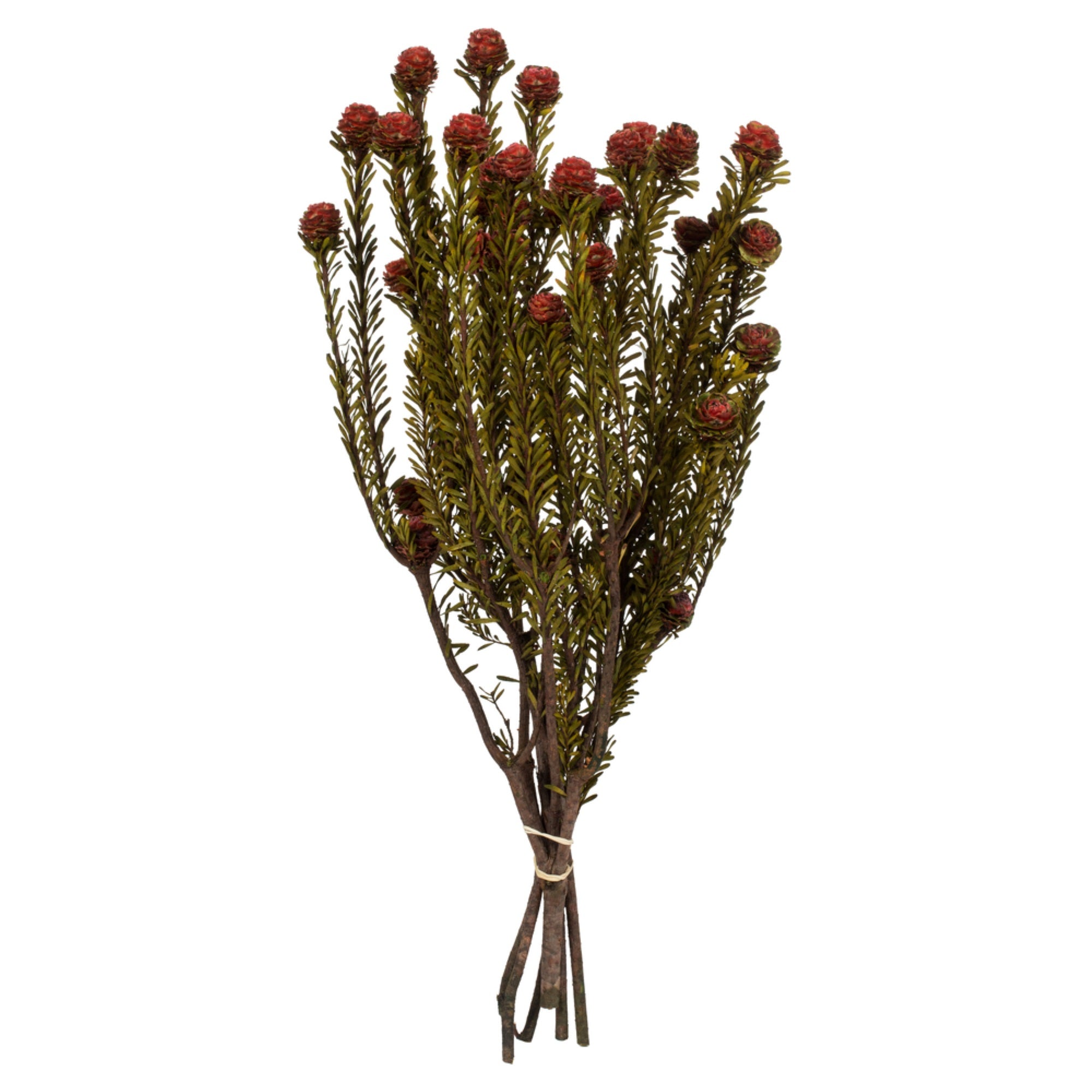 Vickerman 12” Red Tortum Bundle, Female, Preserved