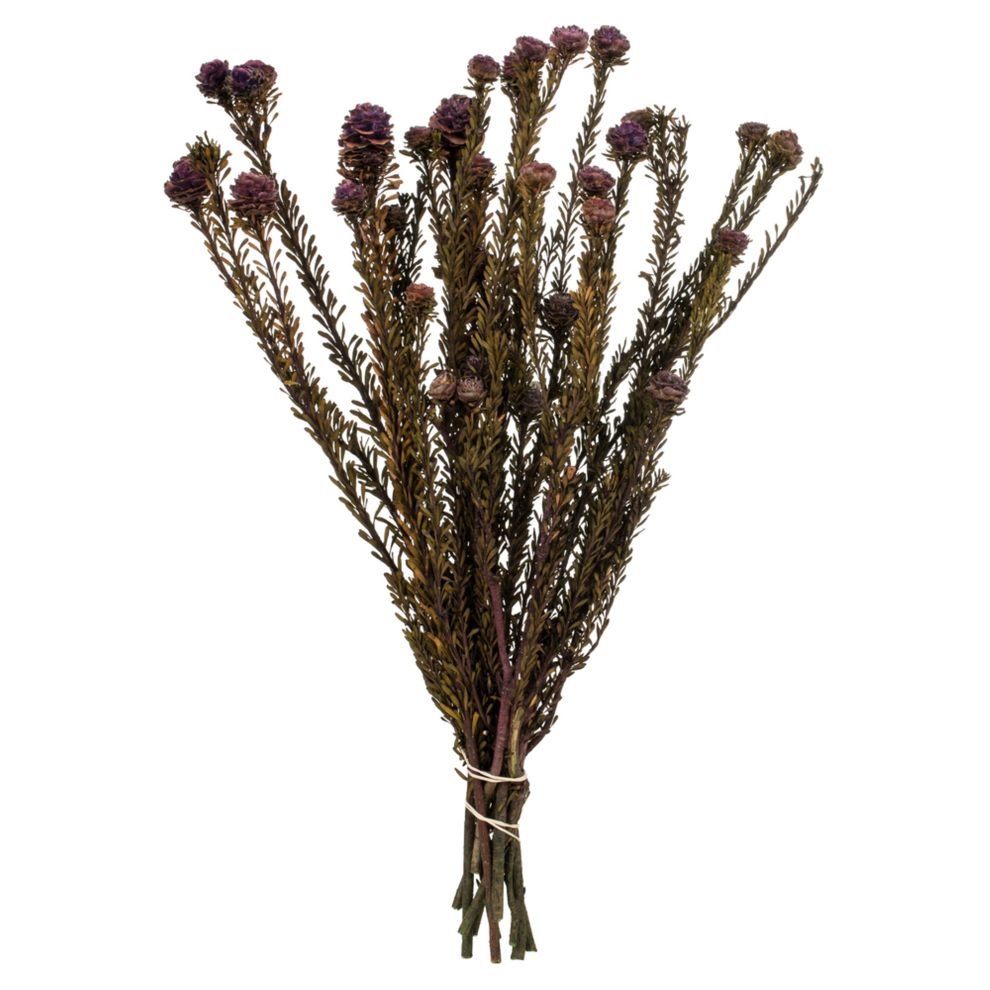 Vickerman 12” Violet Tortum Bundle, Female, Preserved