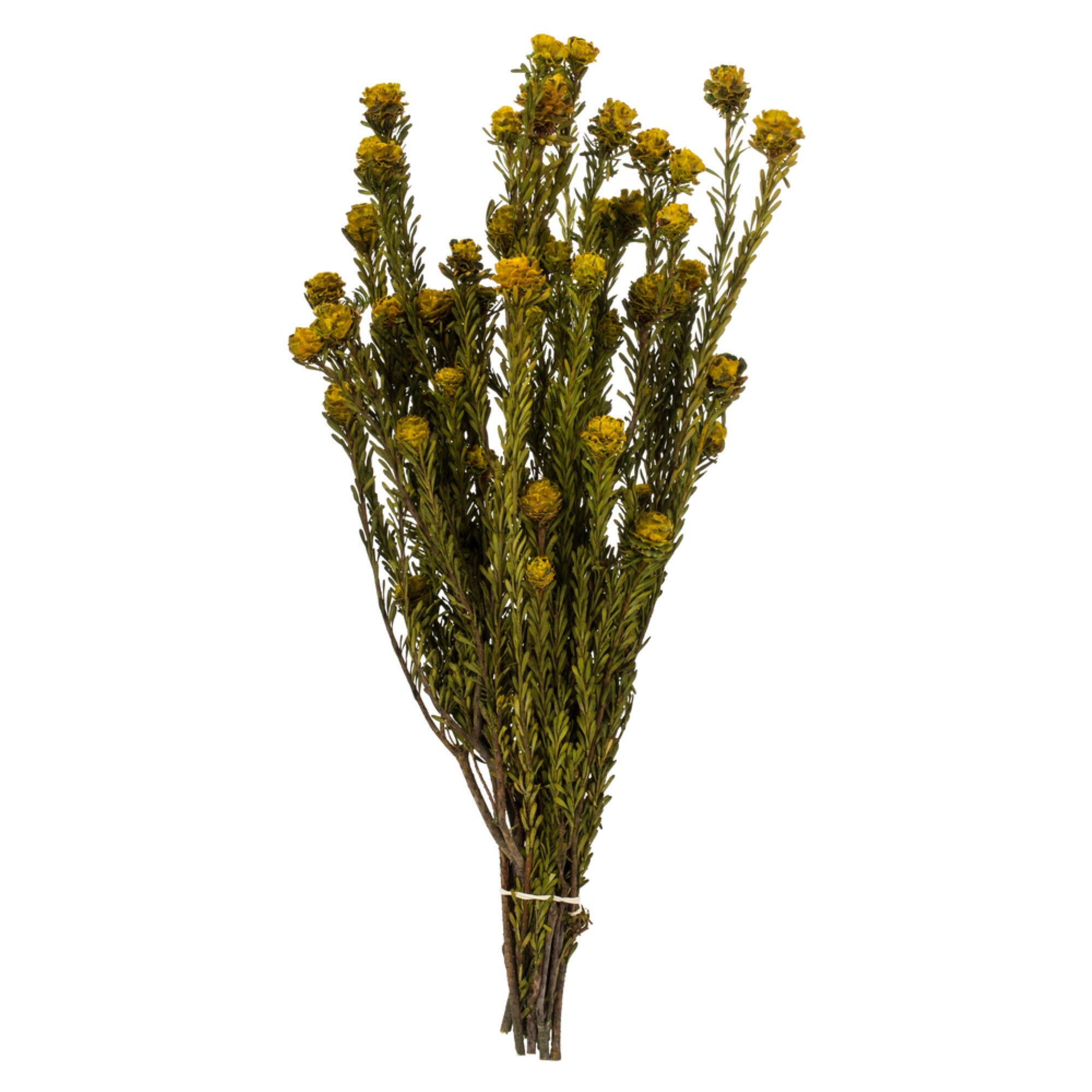 12” Yellow Tortum 5oz Bundle 2Pk