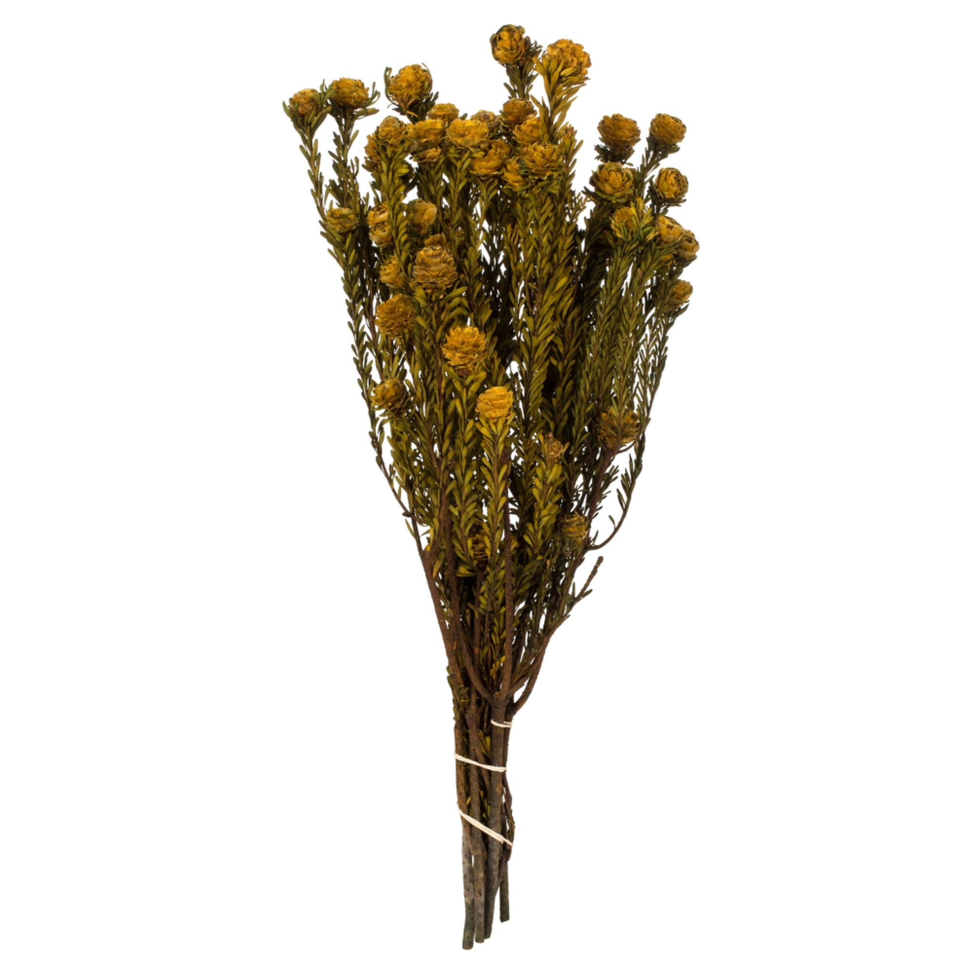 Vickerman 12” Aspen Gold Tortum Bundle, Female, Preserved