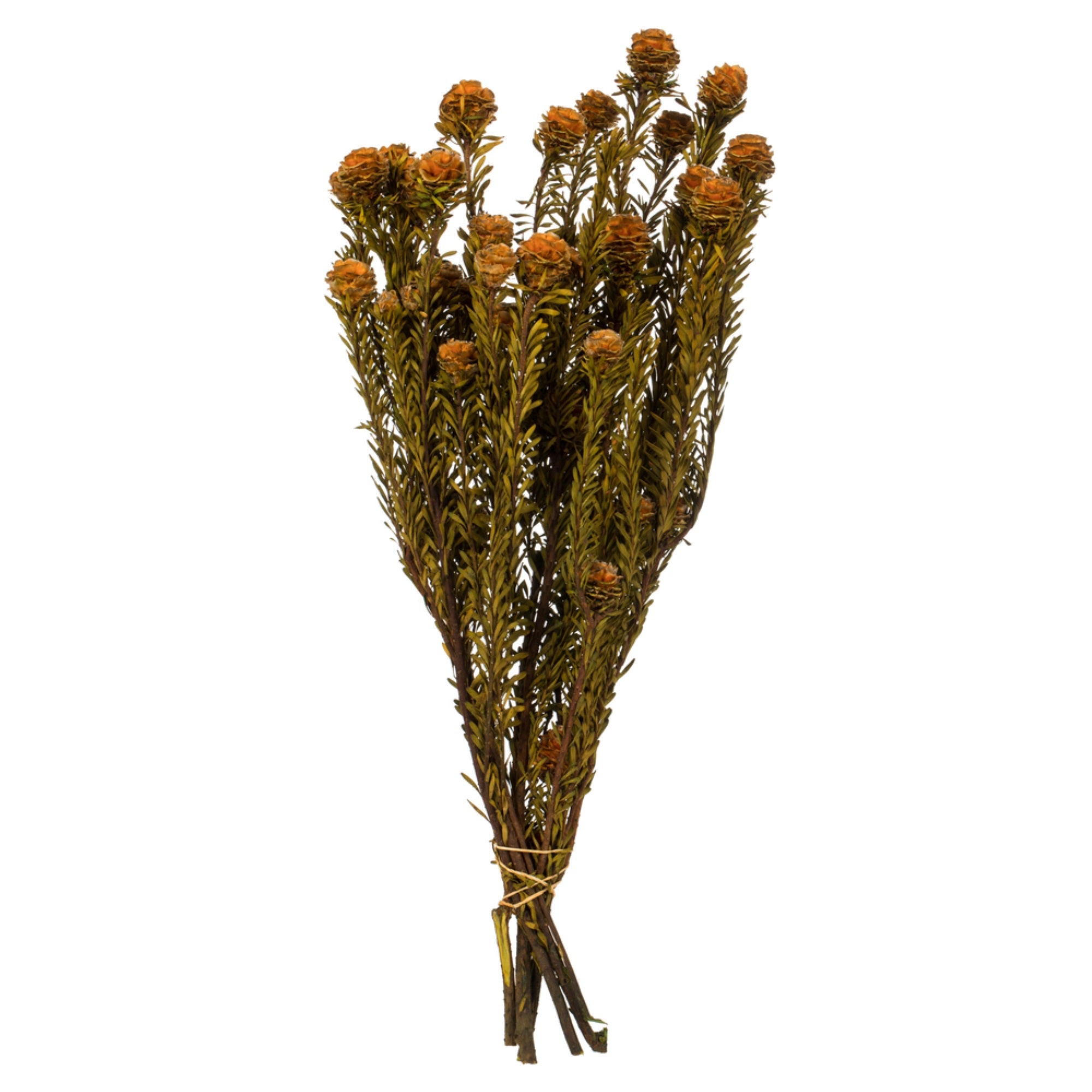 Vickerman 12” Autumn Tortum Bundle, Female, Preserved
