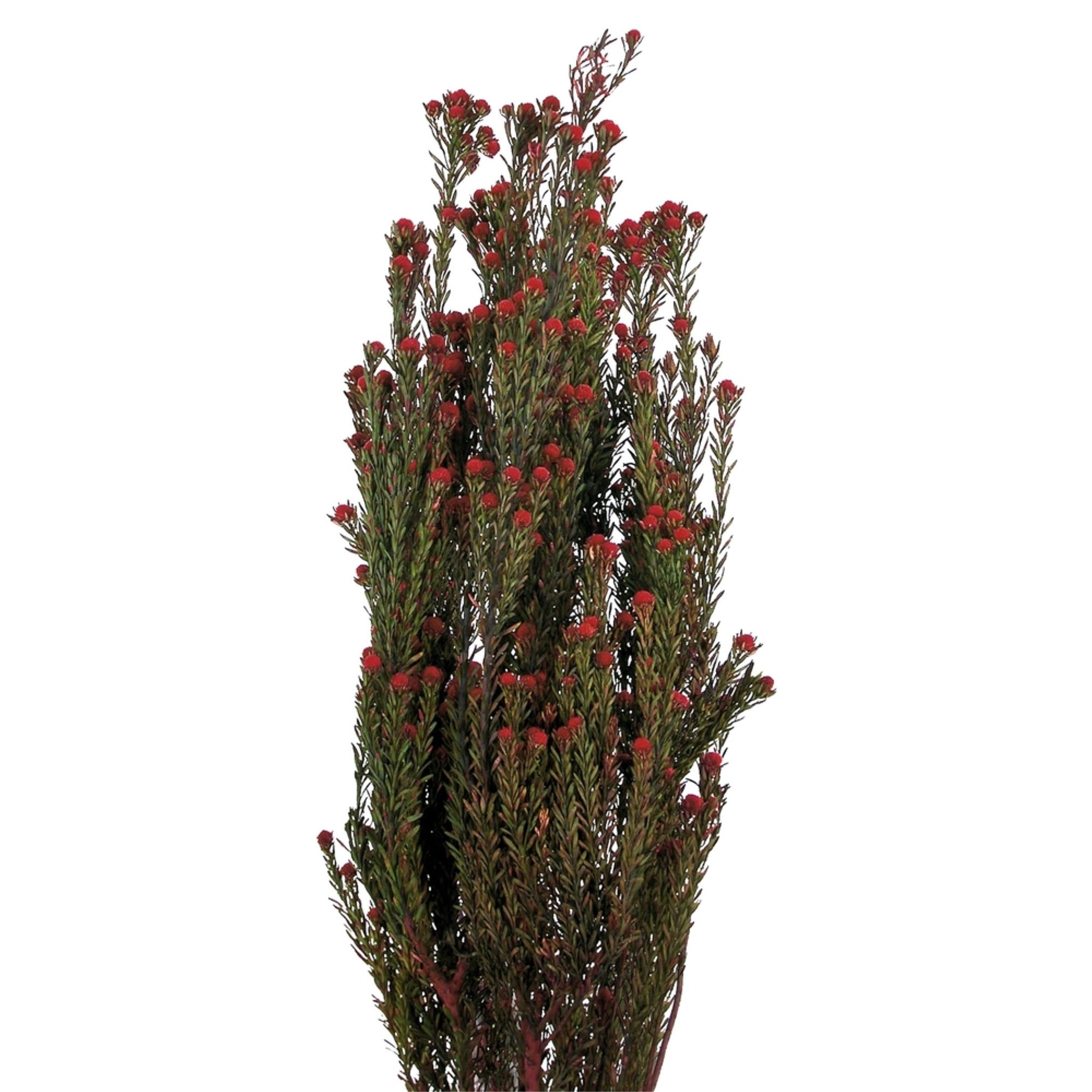 Vickerman 15-20” Red Tortum Bundle, Male, 5-6 oz Bundle, Preserved