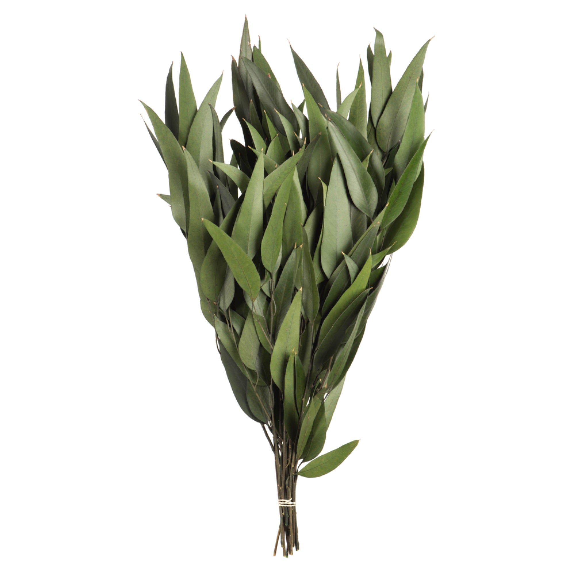 Vickerman 18” Green Weeping Willow Eucalyptus Foliage 5 oz Bundle Preserved