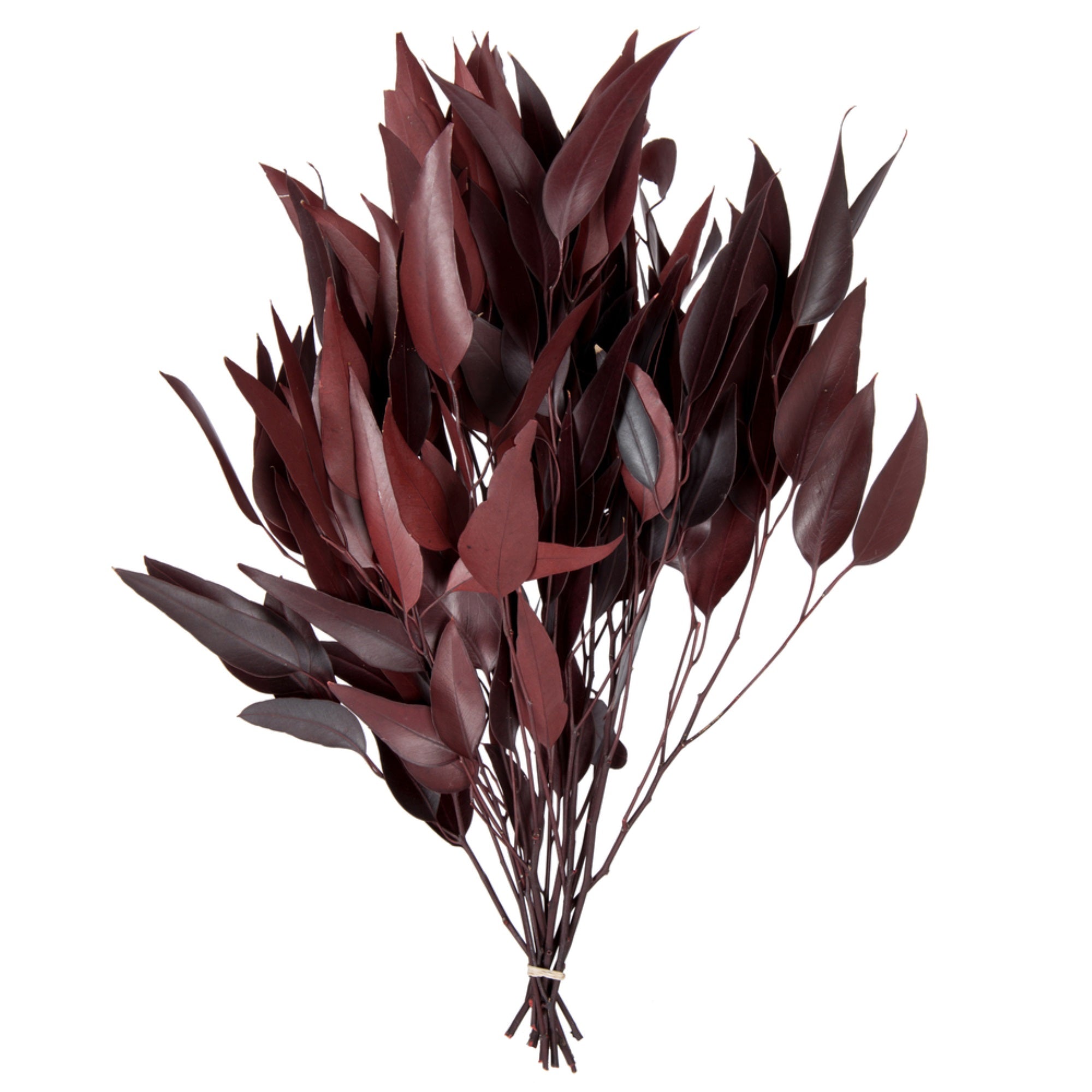 18” Red Willow Eucalyptus 5oz Bundle