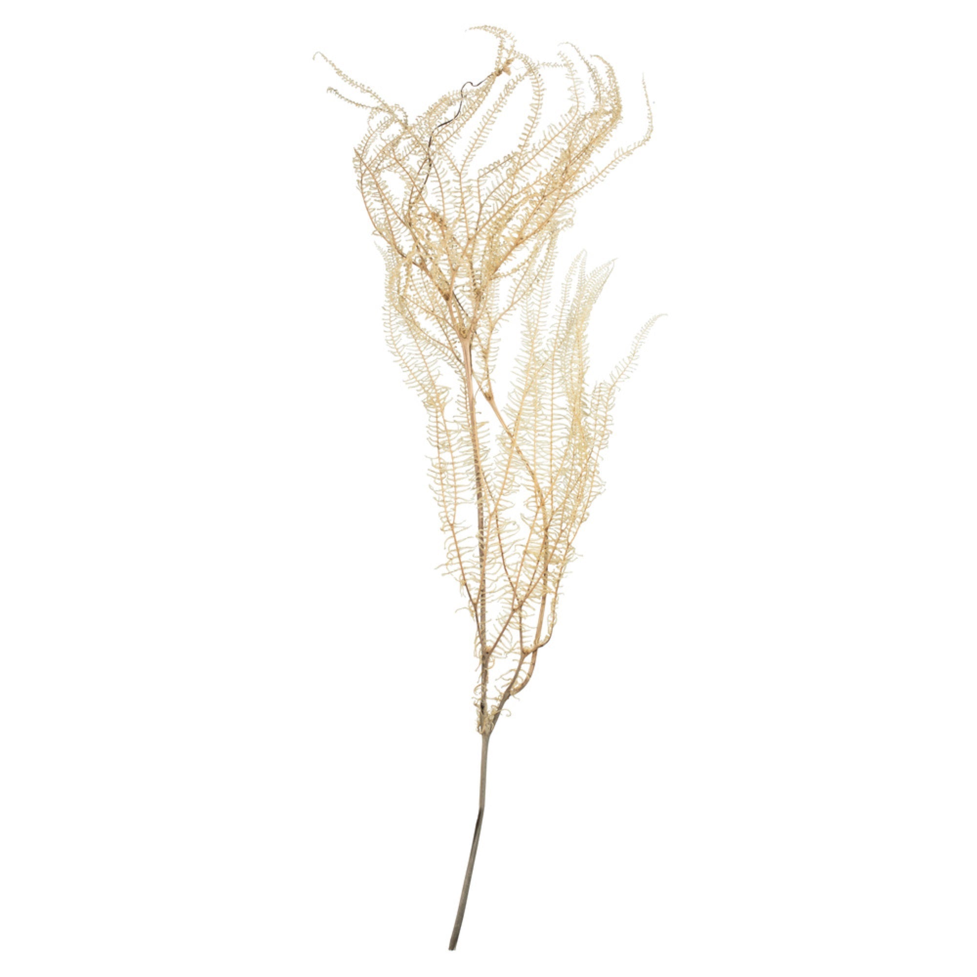 Vickerman 26″ Bleached Fern - Andares 4 oz per pack Dried