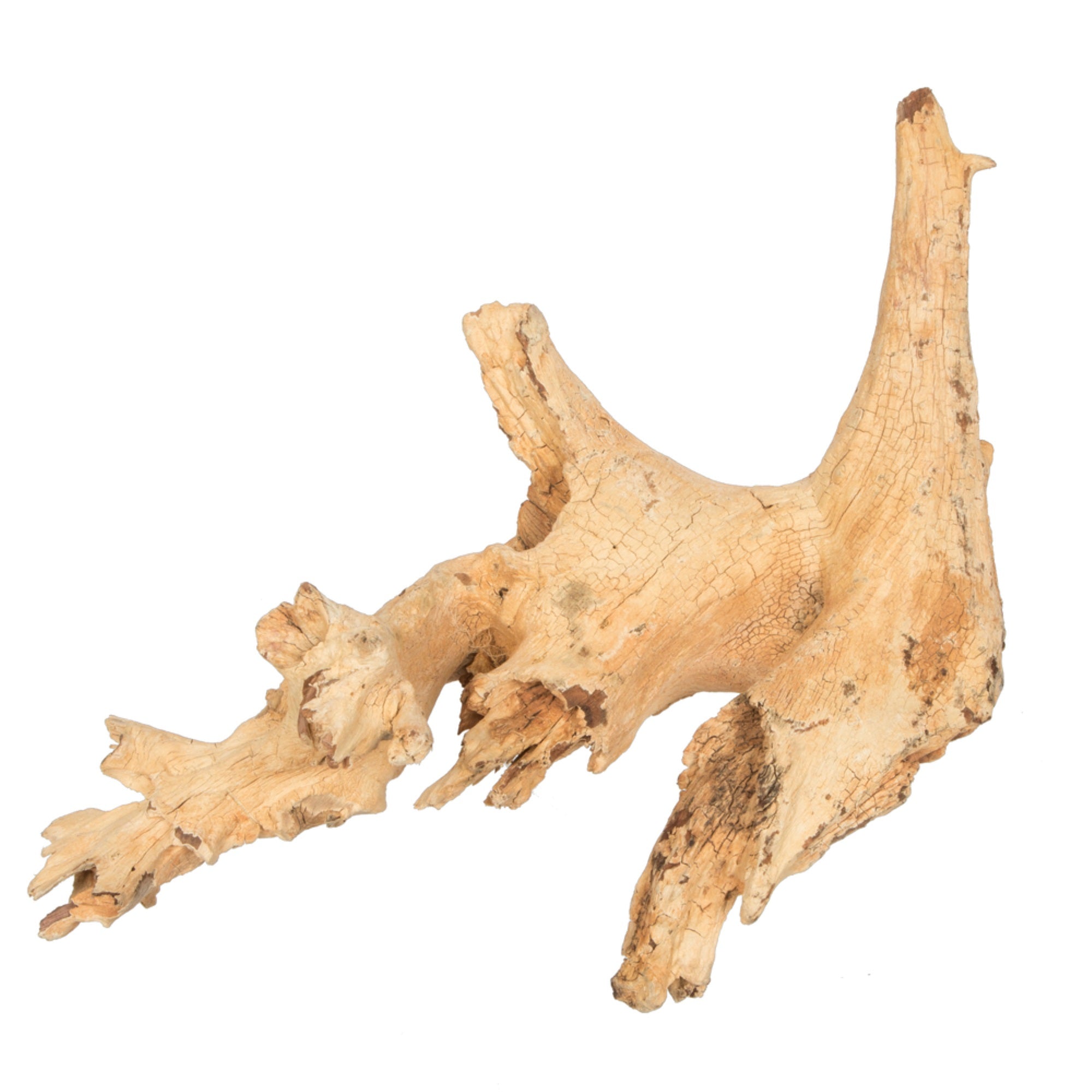 9-12” Bleached Amazonian Root Small 1Pc