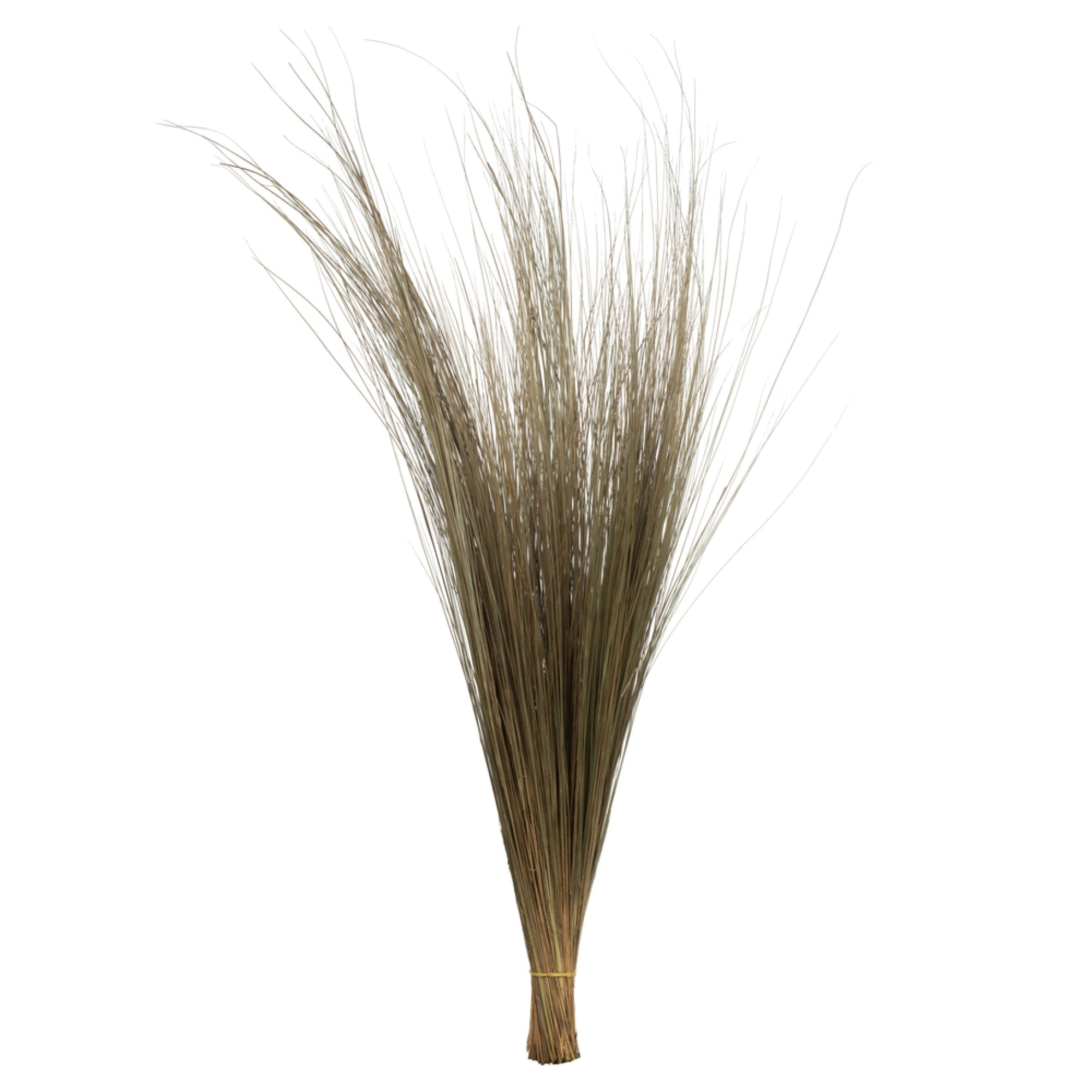 35-40″ Natural Bright Grass 8oz Bu 2Pk