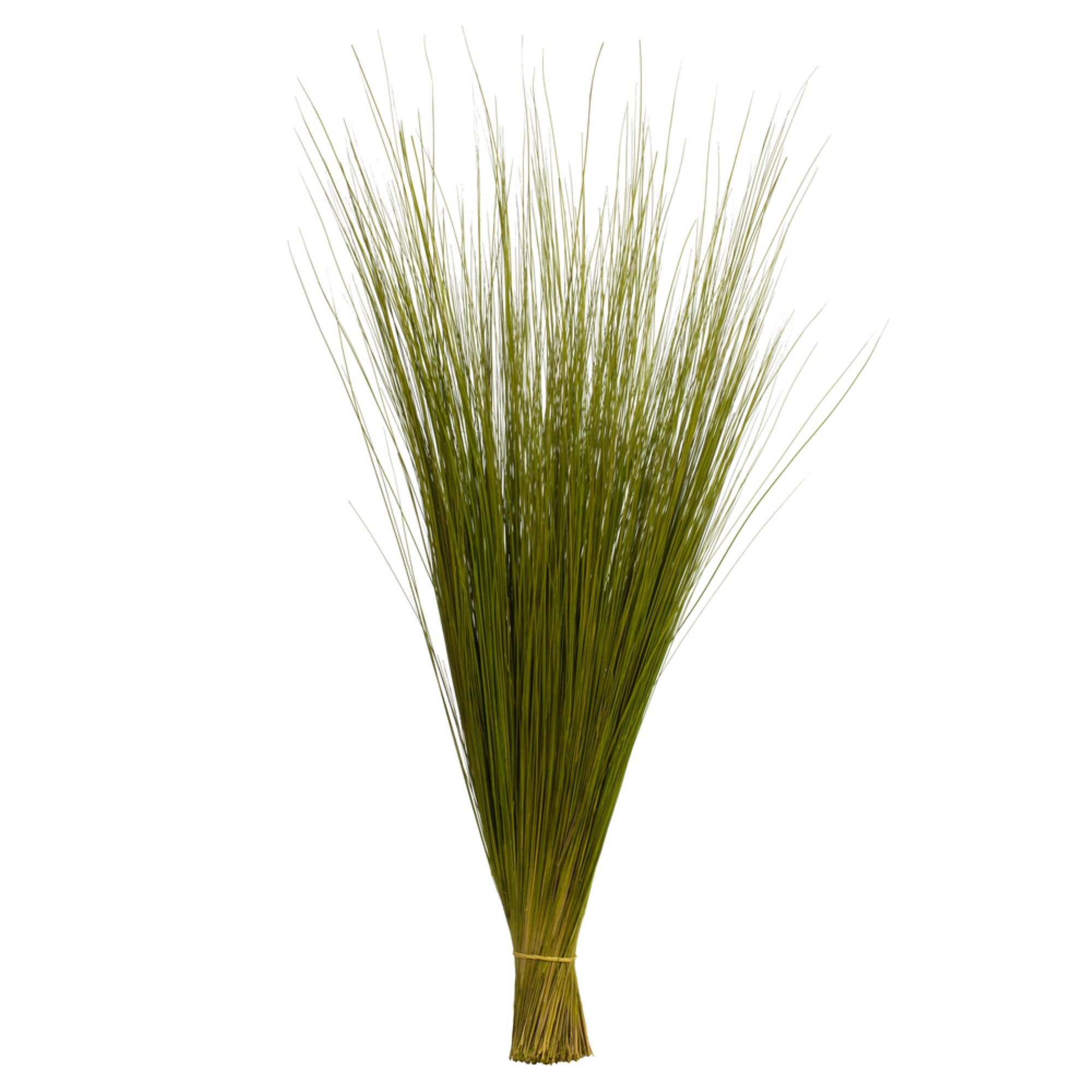 35-40” Basil Bright Grass - 8oz Bundle