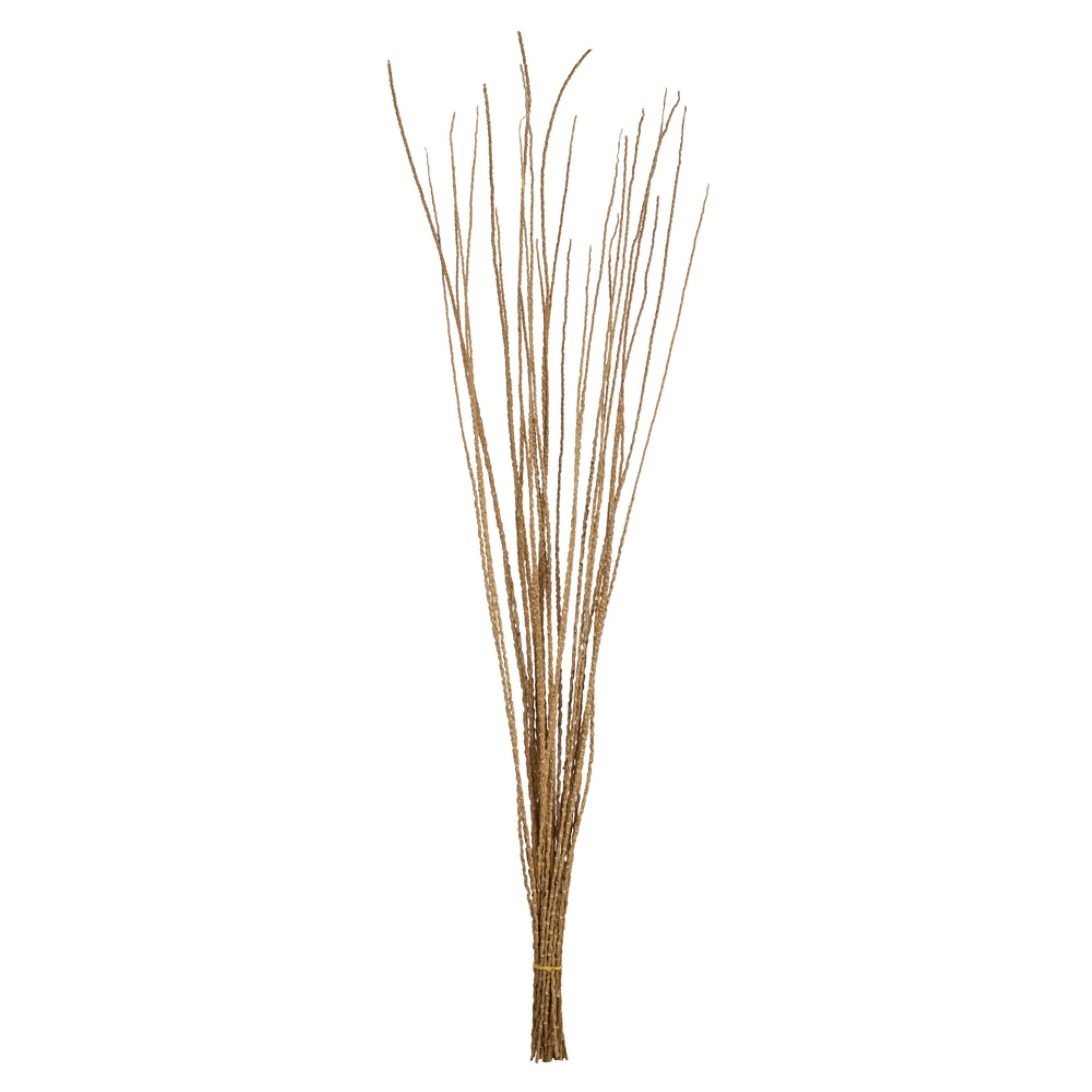 36-40” Ivory Caba Spines 24oz