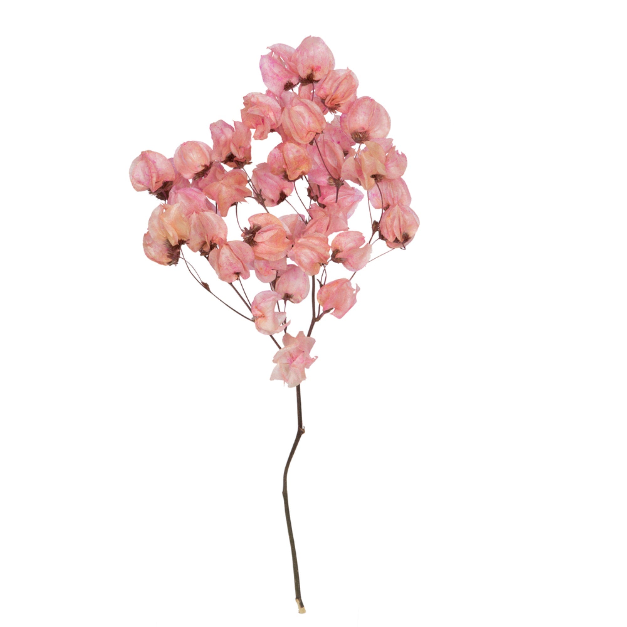 Vickerman 13.5-17” Pink Dried Cara Blossom Bundle Preserved.