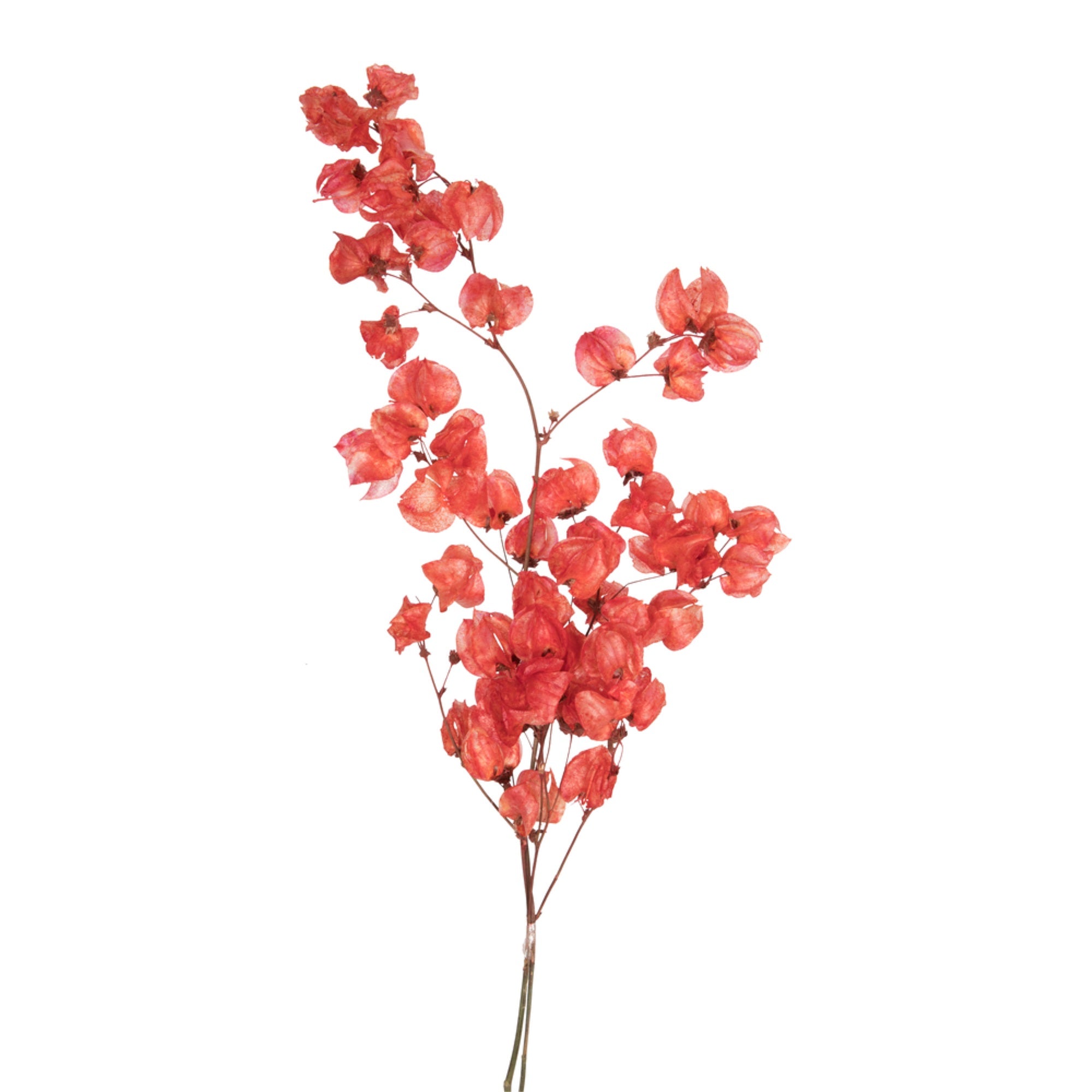 Vickerman 13.5-17” Red Dried Cara Blossom Bundle Preserved.