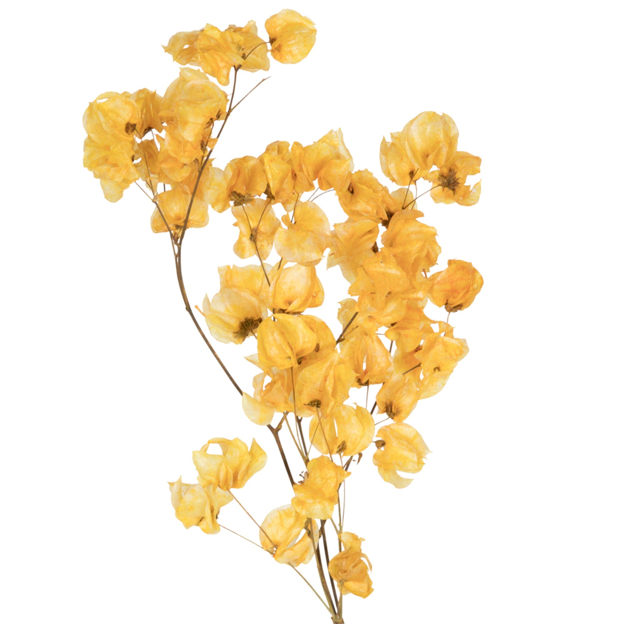 Vickerman 13.5-17” Aspen Gold Dried Cara Blossom Bundle Preserved.