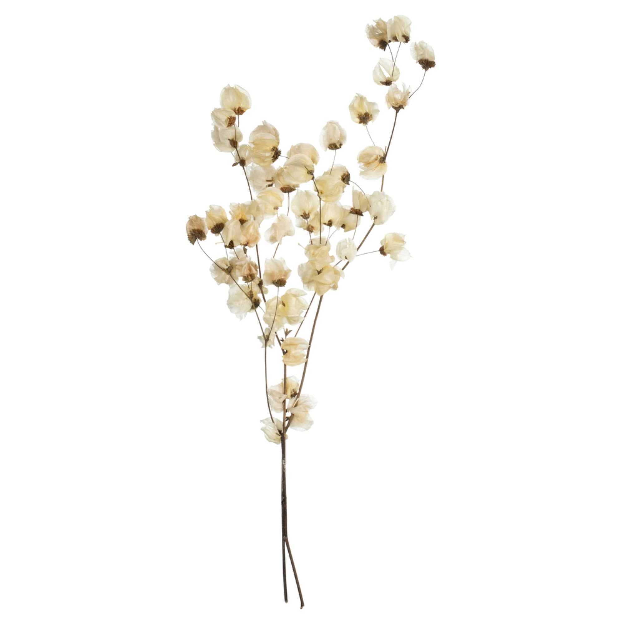 Vickerman 20-24” Natural Bleached Cara Blossom Spray. Includes 60 flower buds. Dried.