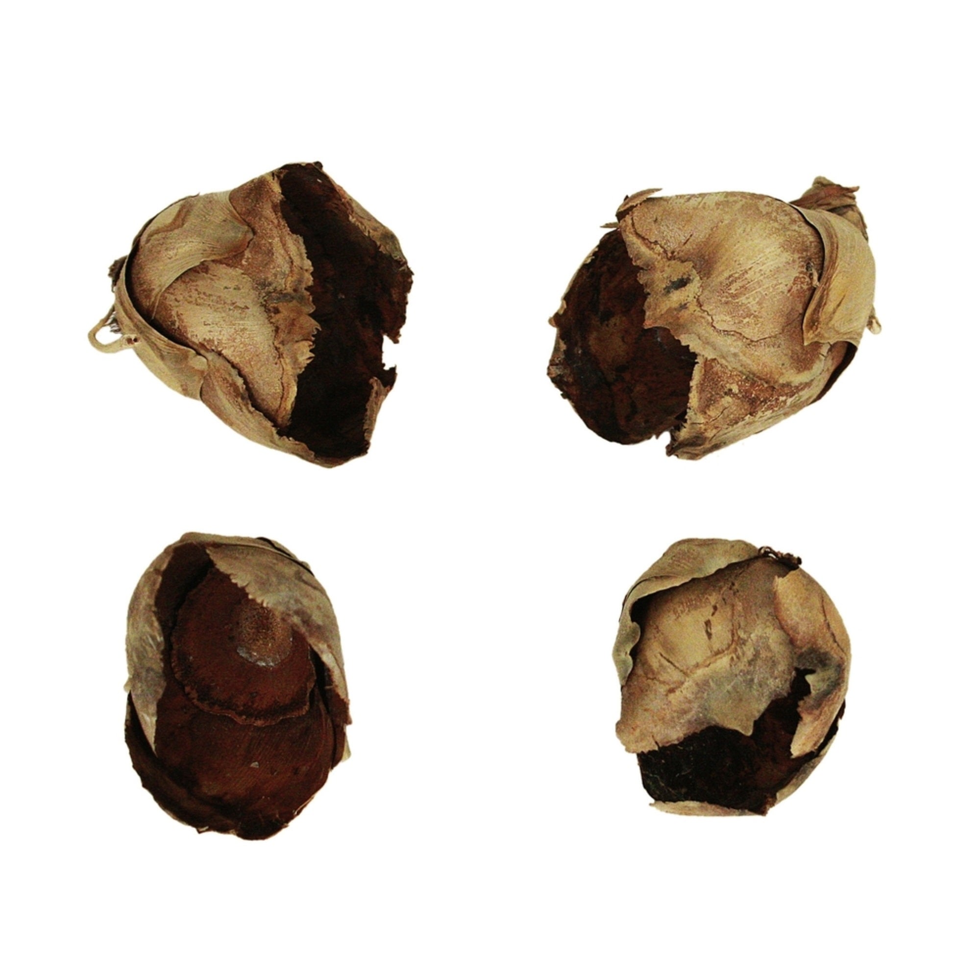 2-3” Natural Cacho Pods 60/Cs