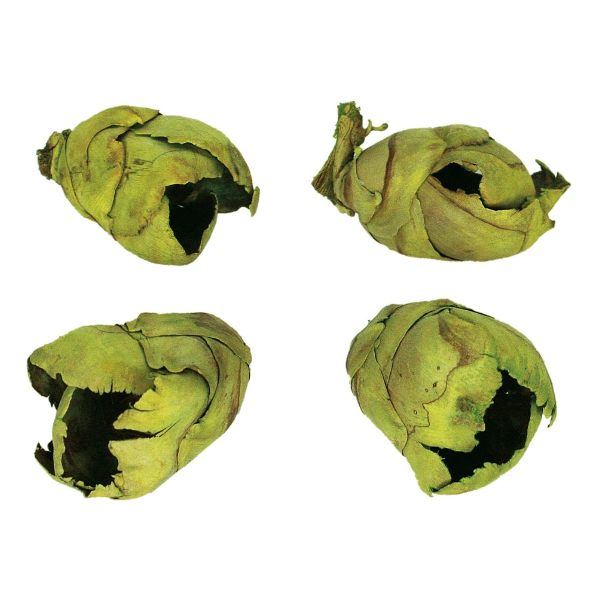 2-3” Basil Cacho Pods 60/Cs