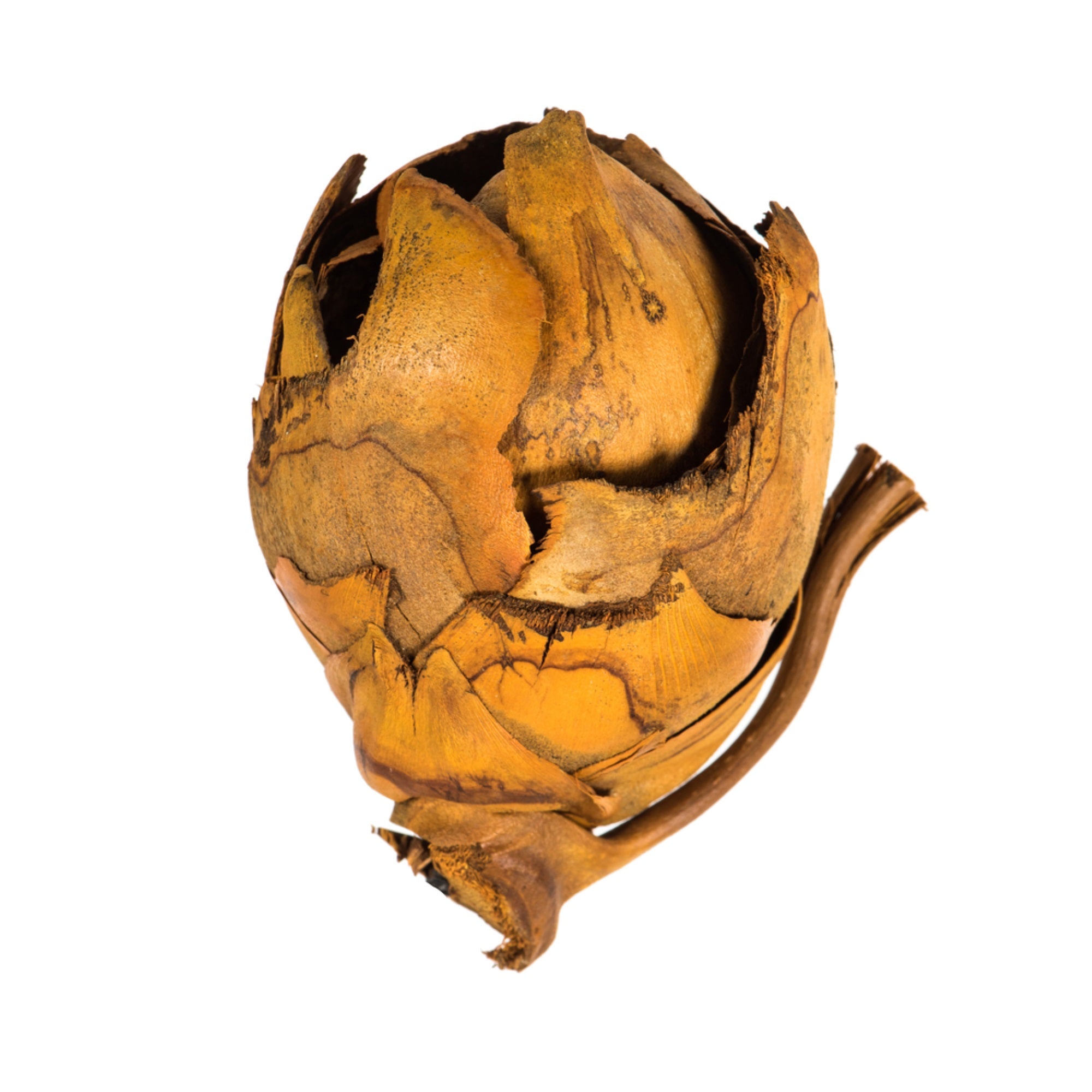 2-3” Aspen Gold Cacho Pods 60/Cs