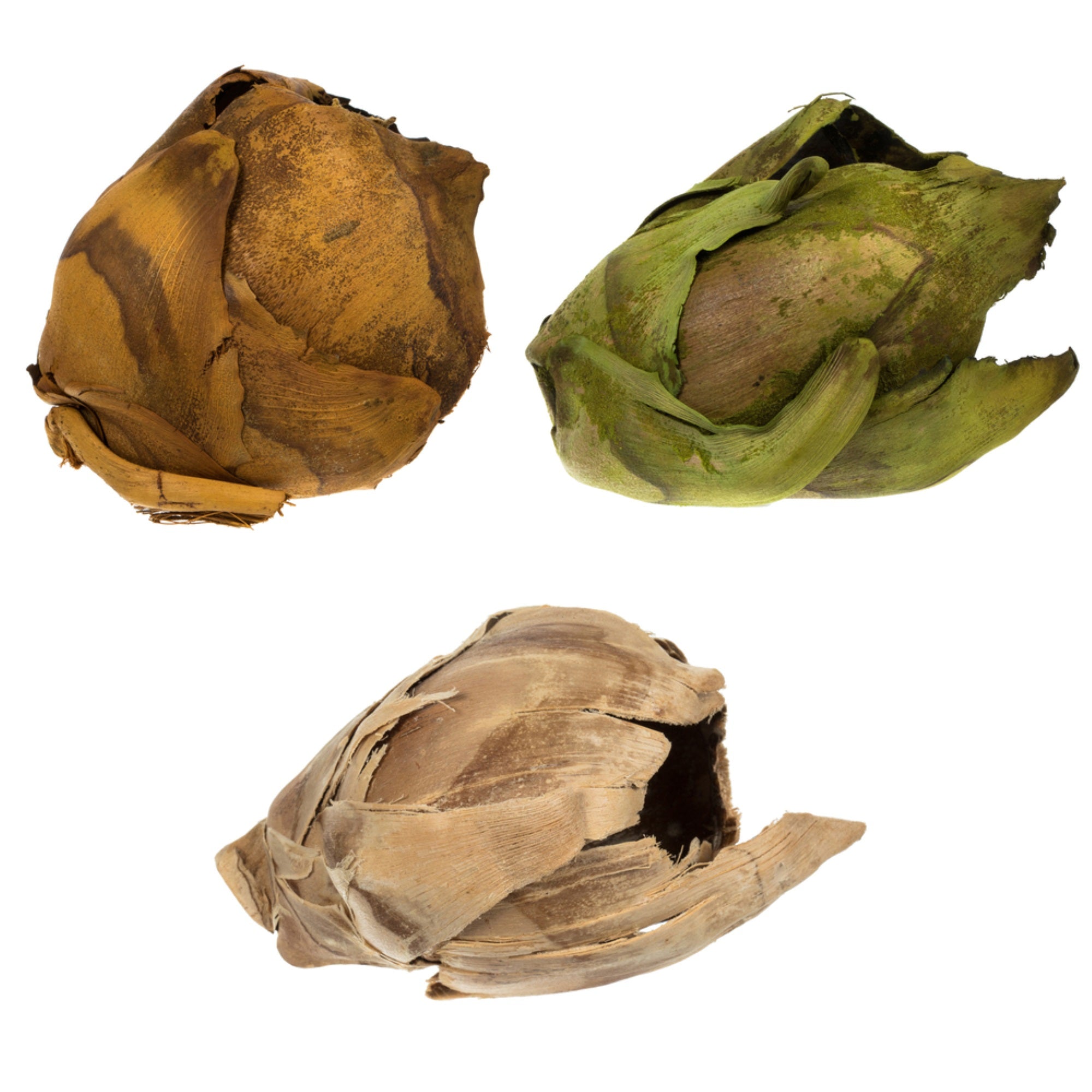 2-3” Assorted Cacho Pods 60/Cs