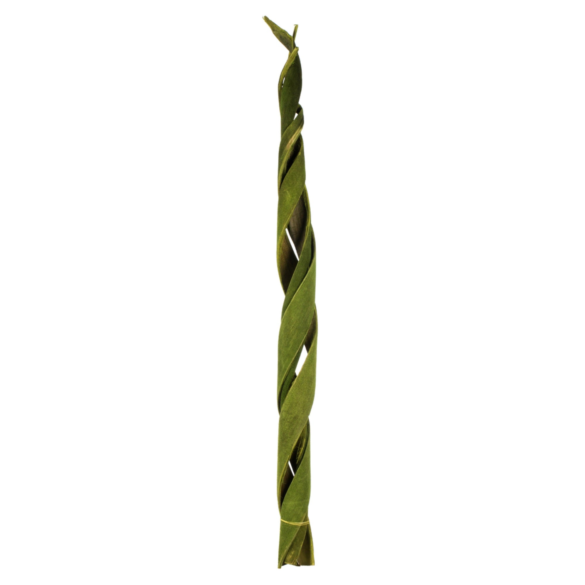 45-48” Curled Basil Coco Velvet Stems