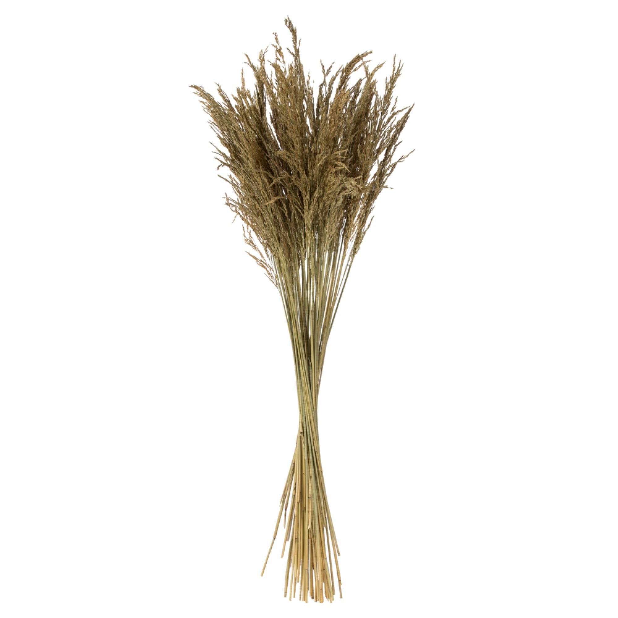 36” Natural Congo Grass 8oz Bunch