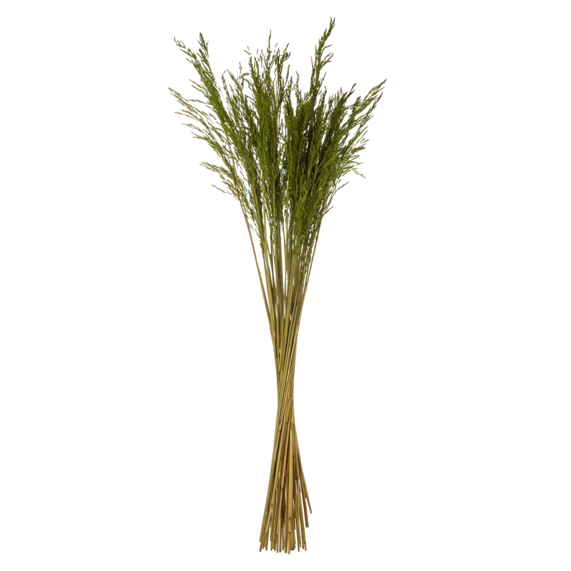 36” Green Congo Grass 8oz Bunch