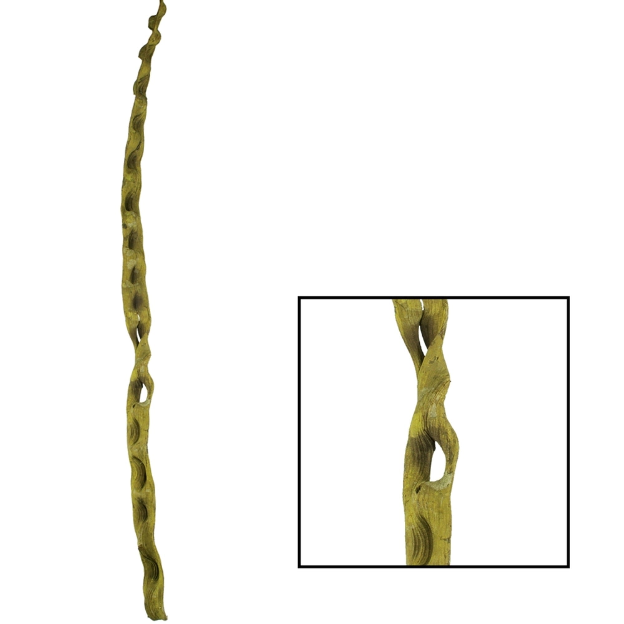 36-40” Basil Cipo Escada 2/Pk