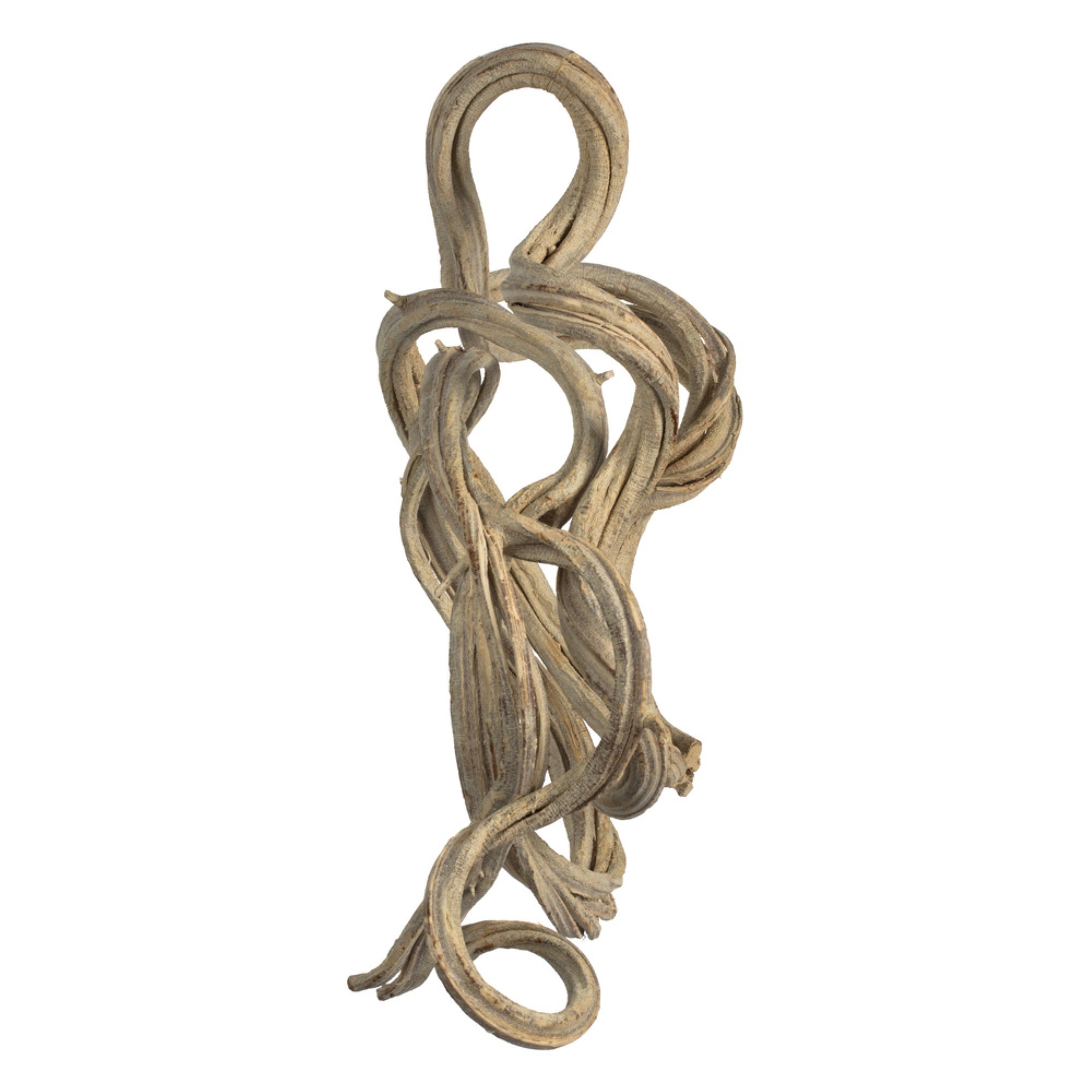 13” Bleached Coiled Vine - 1Pc