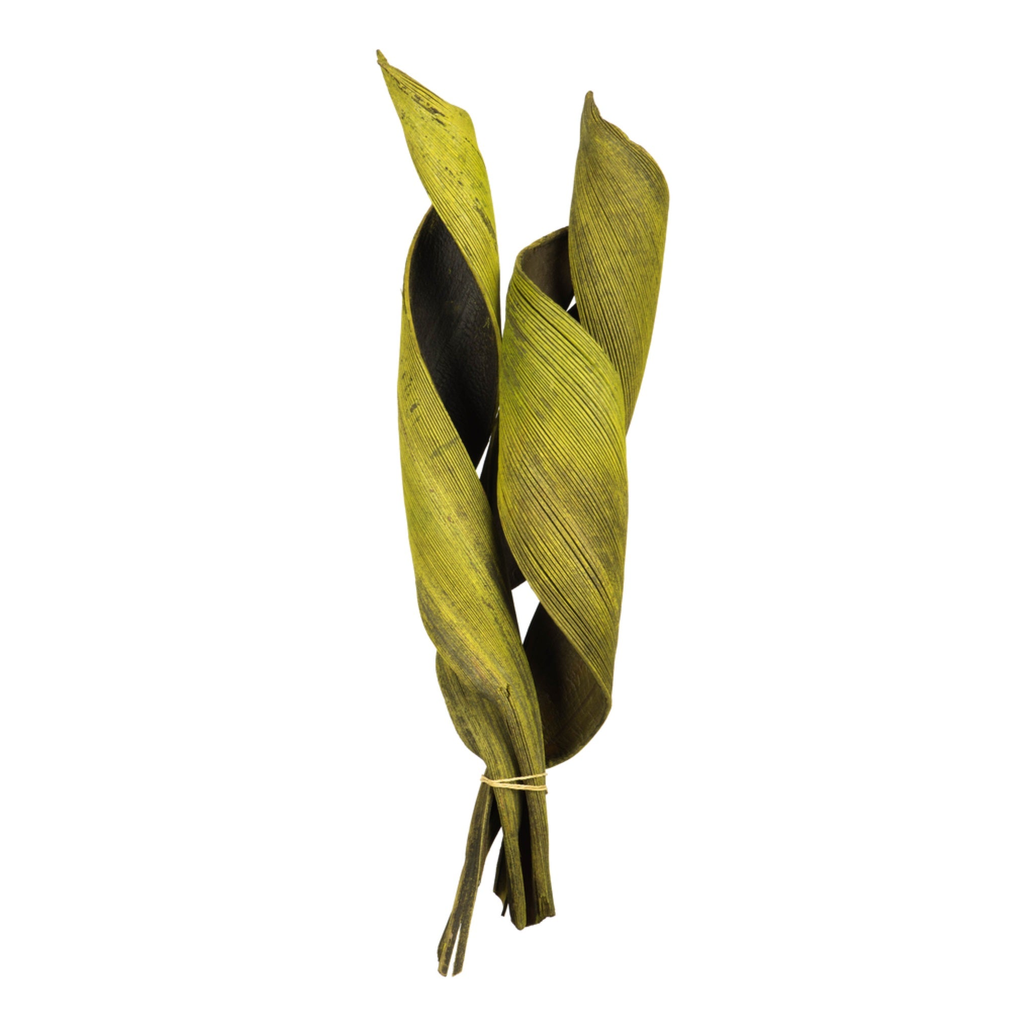 17 - 20” Basil Curled Coco Paddle 6Pc