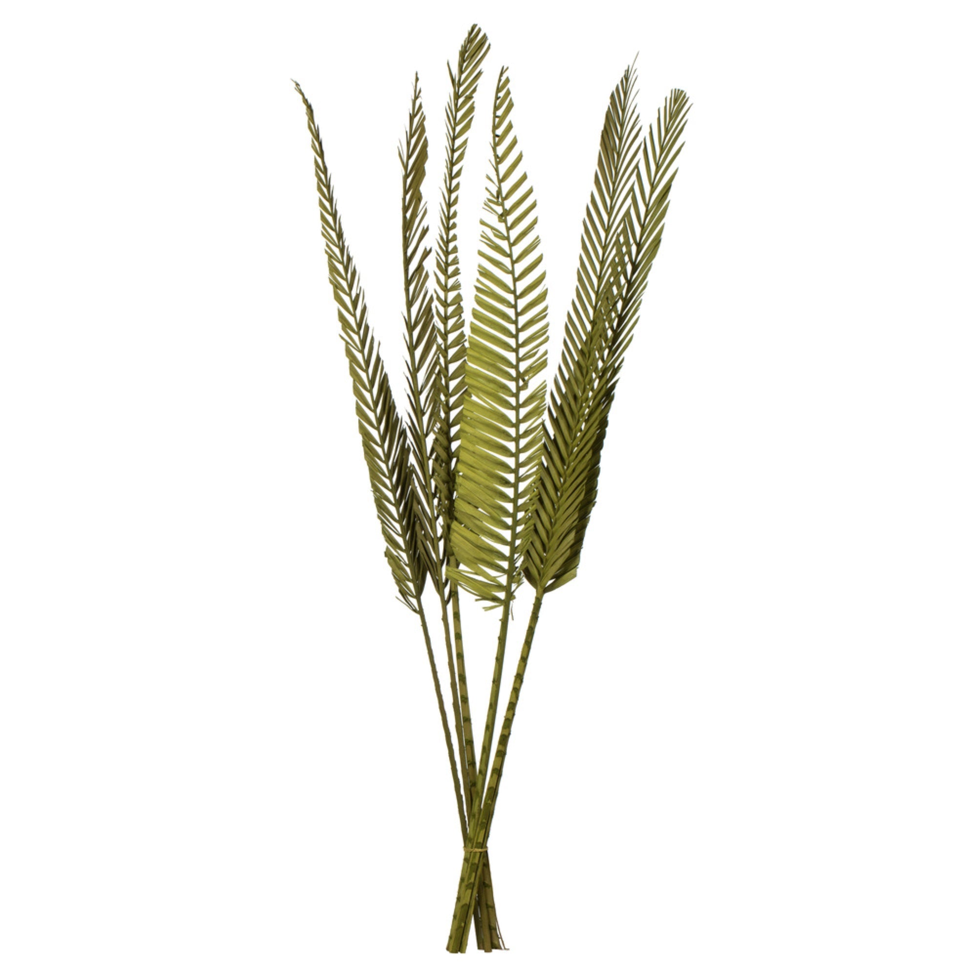 38-48” Basil Coco Palm Designer Cut 6/pk