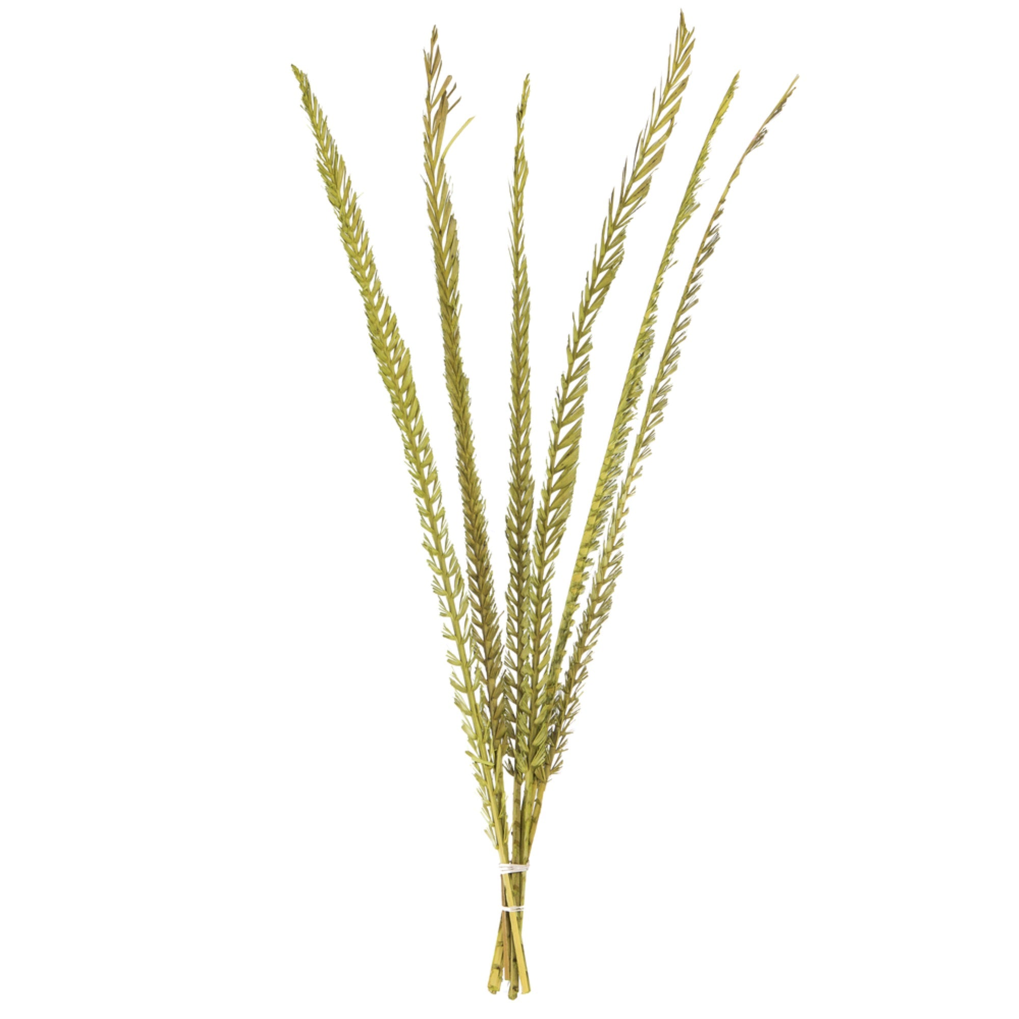 36-38” Basil Coco Thin Palm Stem 6/Pk