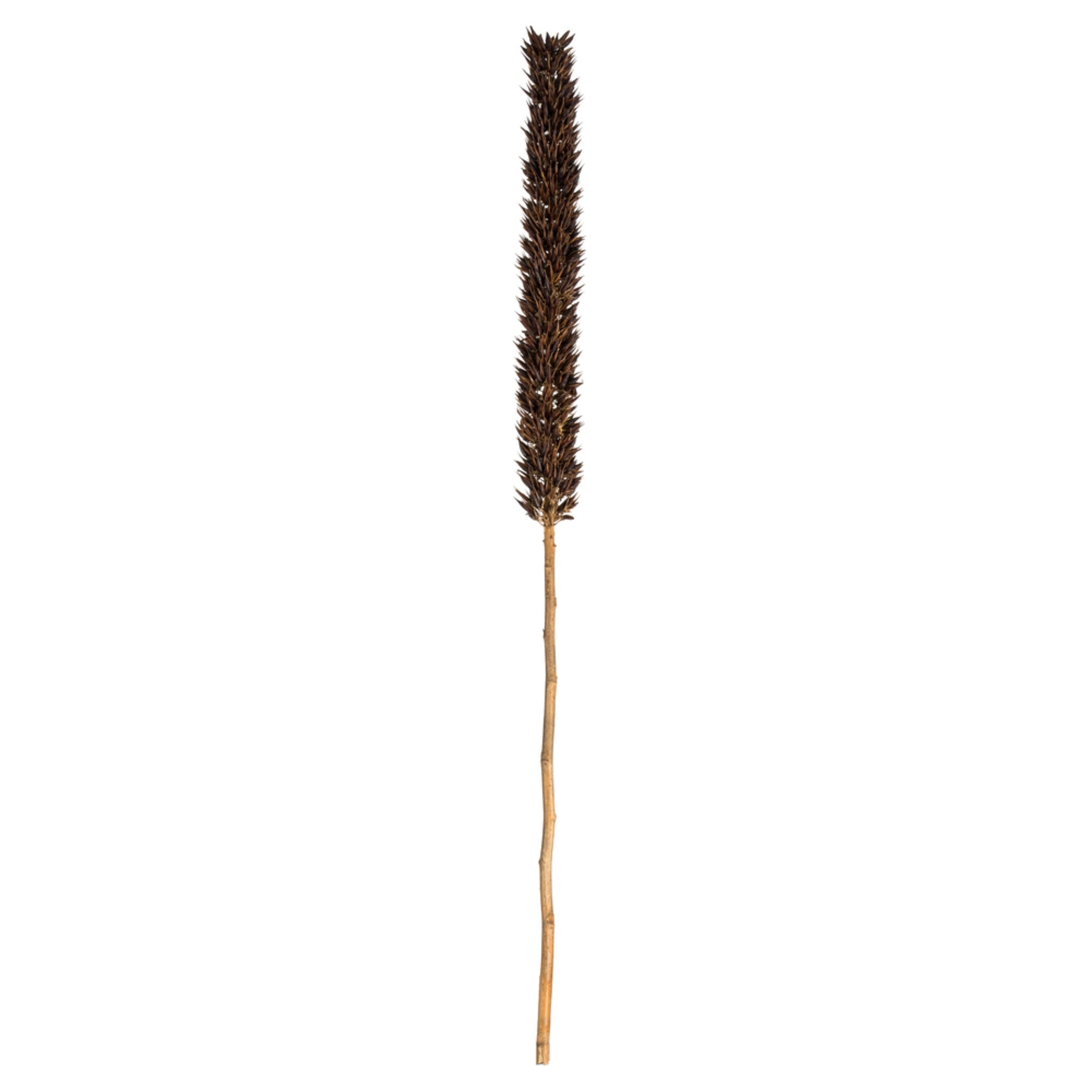 42-46” Natural Brown Cierus Stem 3Pc