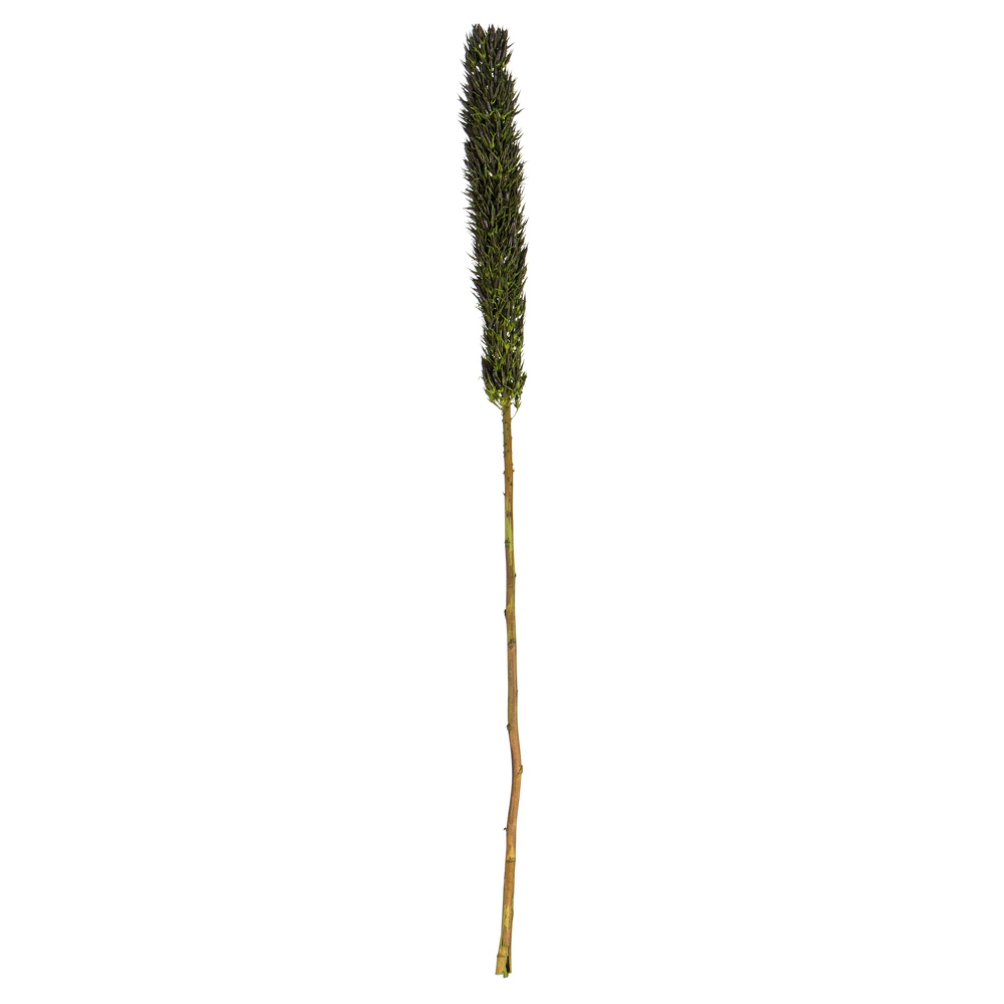 42-46” Basil Cierus Stem 3Pc