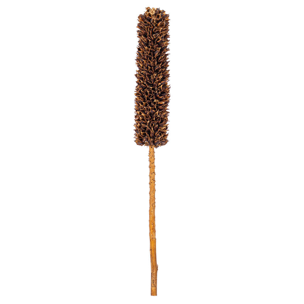18” Dried Natural Cirius Stem 6/Bag