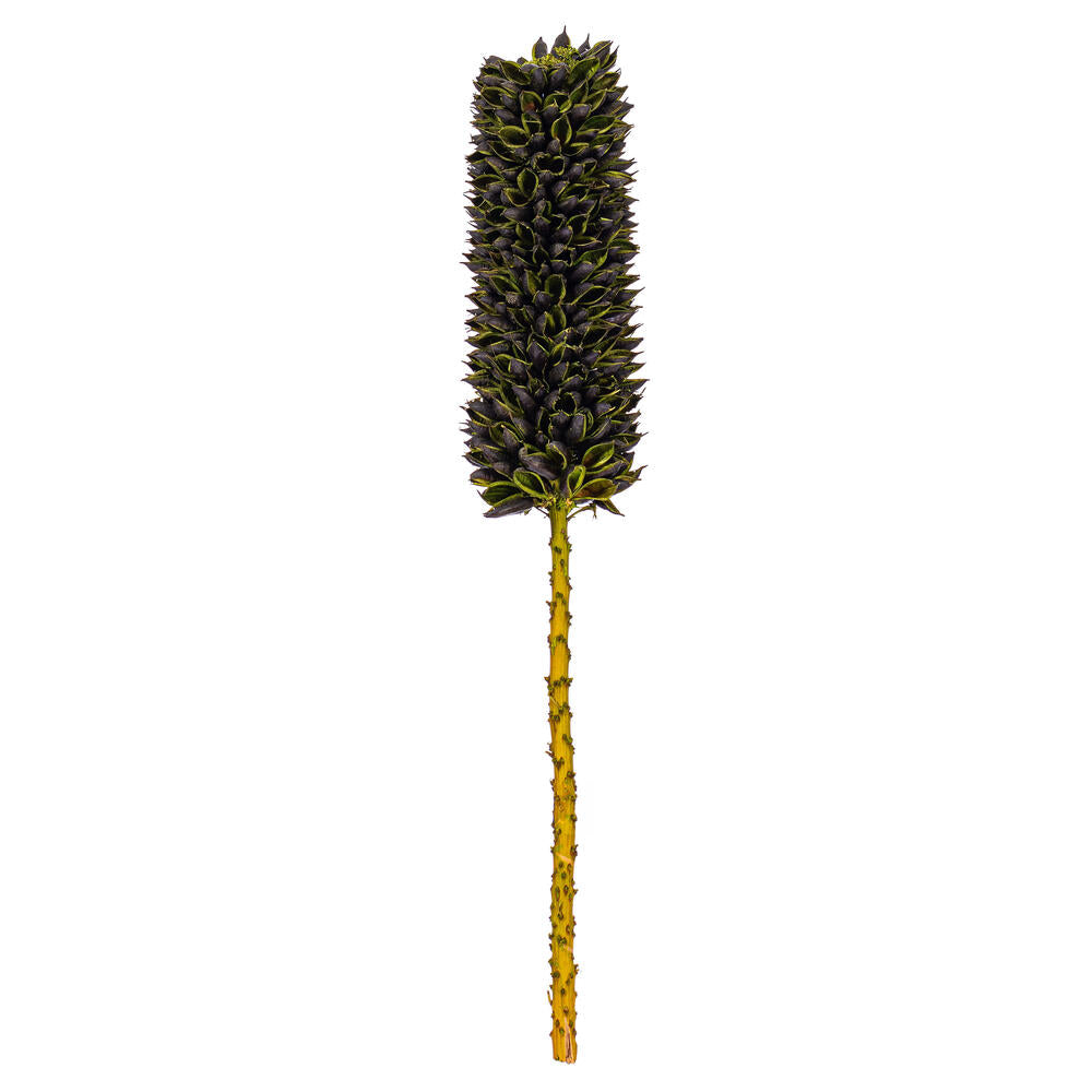 18” Dried Basil Cirius Stem 6/Bag
