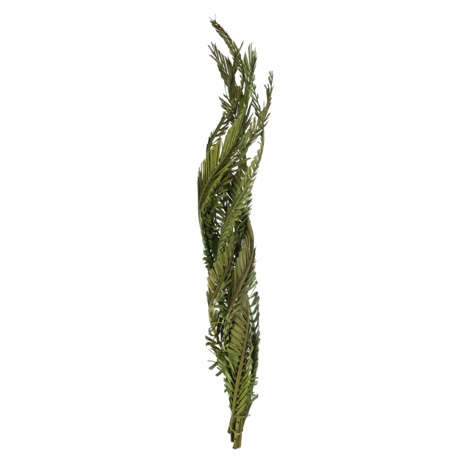 40-48” Twisted Foliage Green Coco Palms