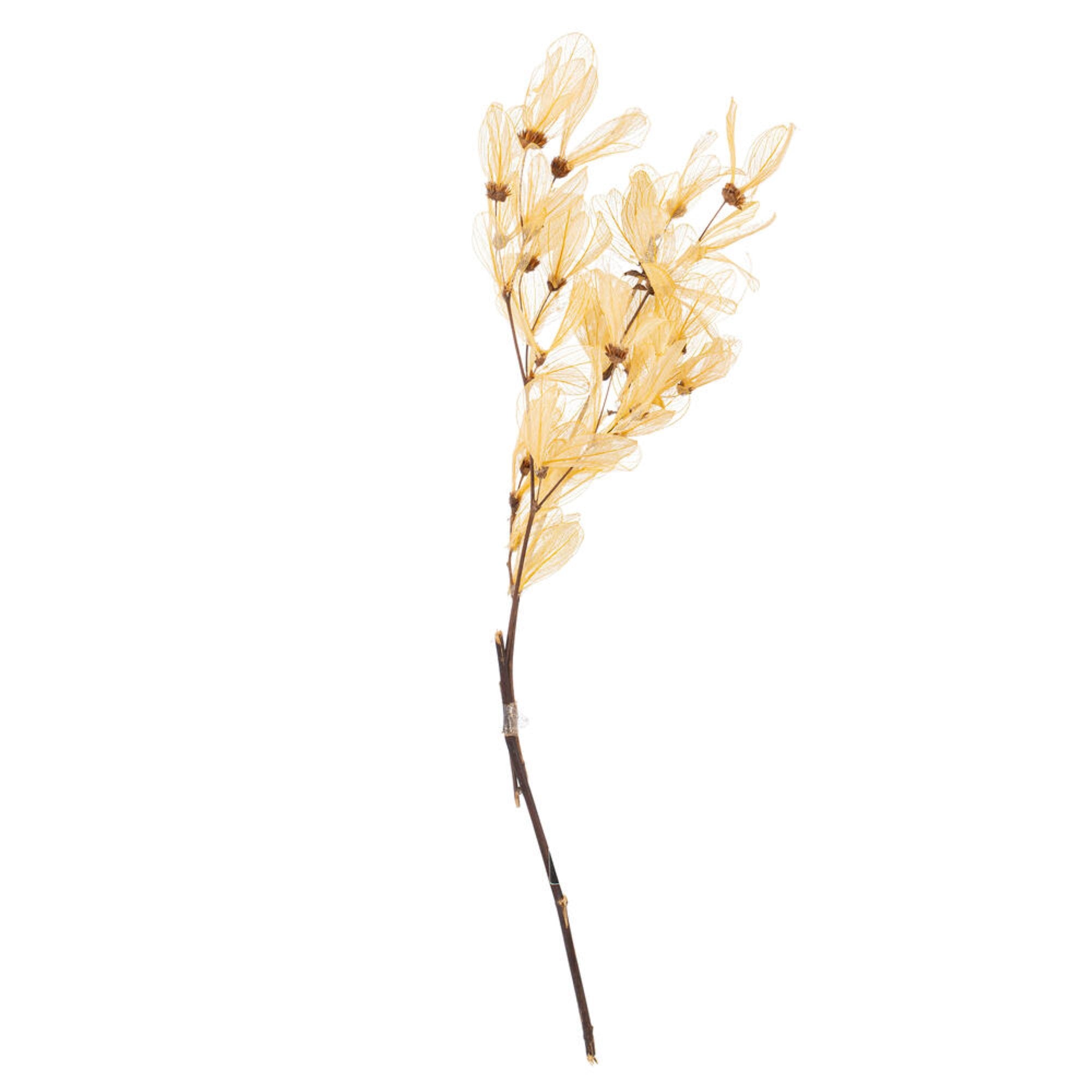 Vickerman 13.5-17” Bleached Dried Cabo Verde Skeleton on Twig Bundle Preserved.