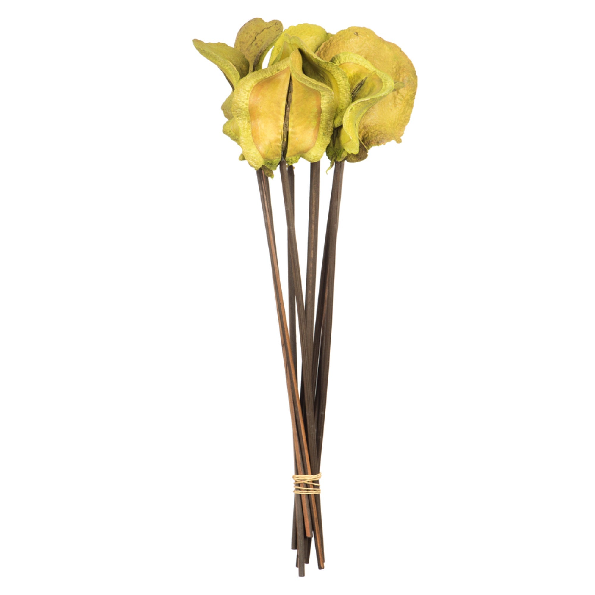 Vickerman 15” Basil Frogs Mouth on Stems 9 stems Dried