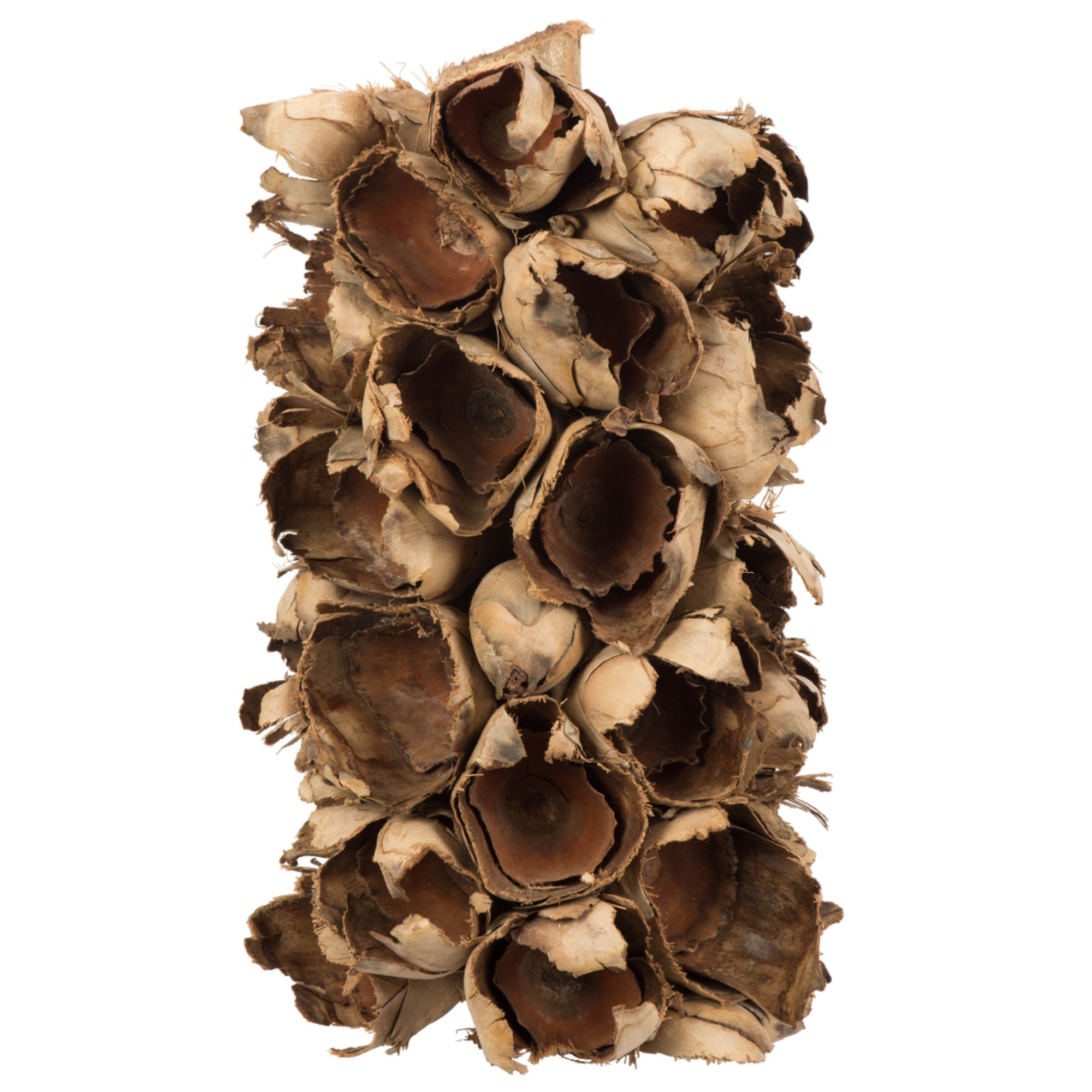10-12” Natural Giant Seed Pod Segment