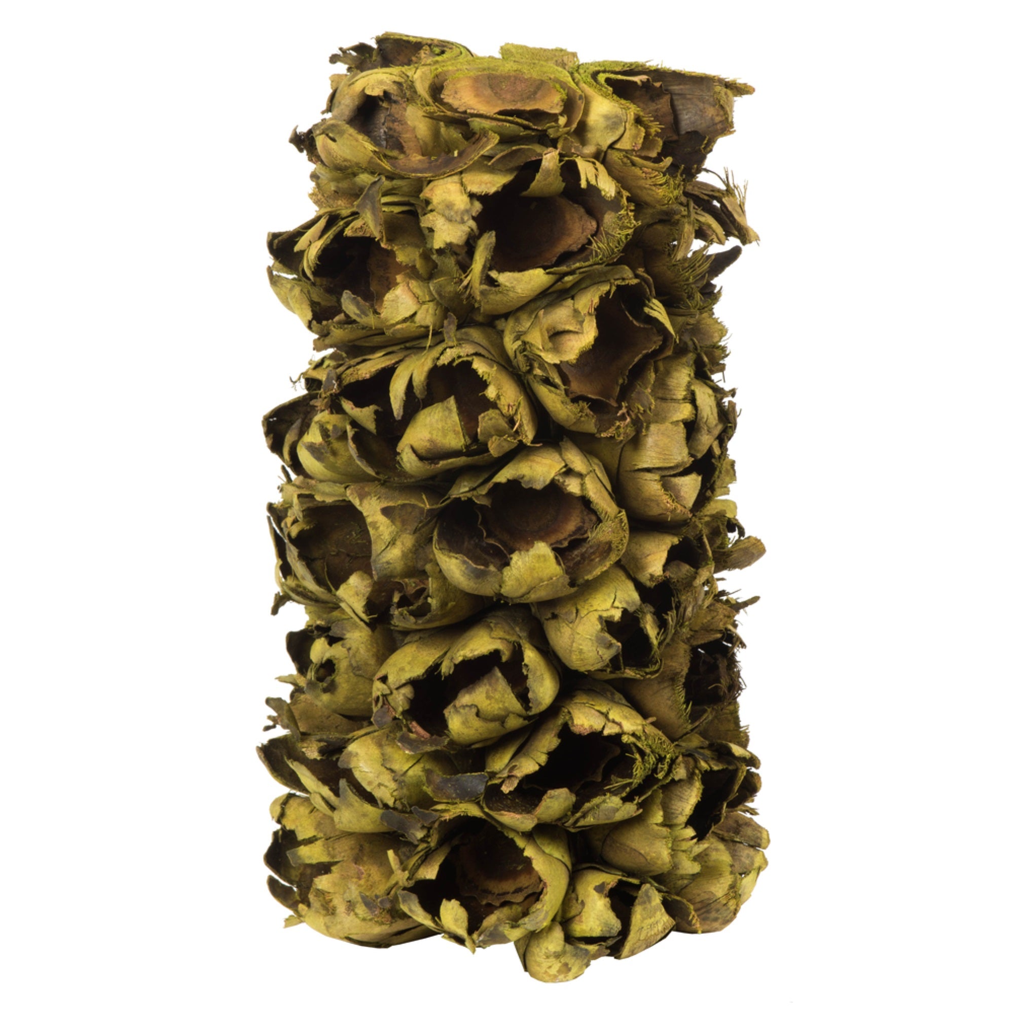 10-12” Basil Giant Seed Pod Segment