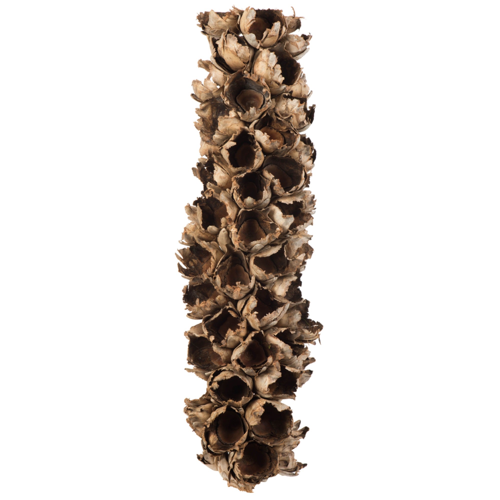 26-28” Natural Giant Seed Pod Half