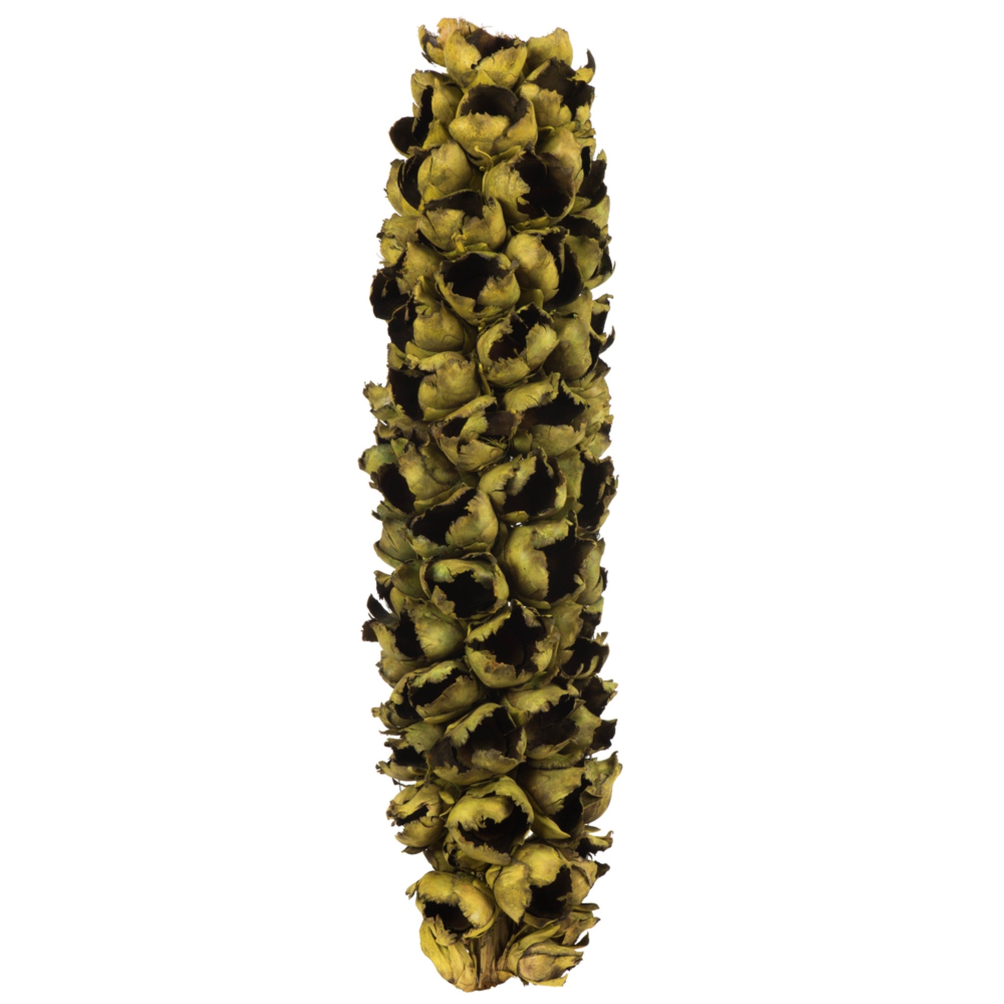 26-28” Basil Giant Seed Pod Half