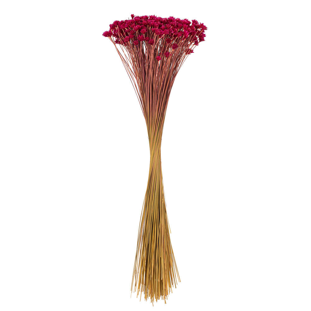 20” Dried Rspbrry Hil Flower Bunch 16 oz