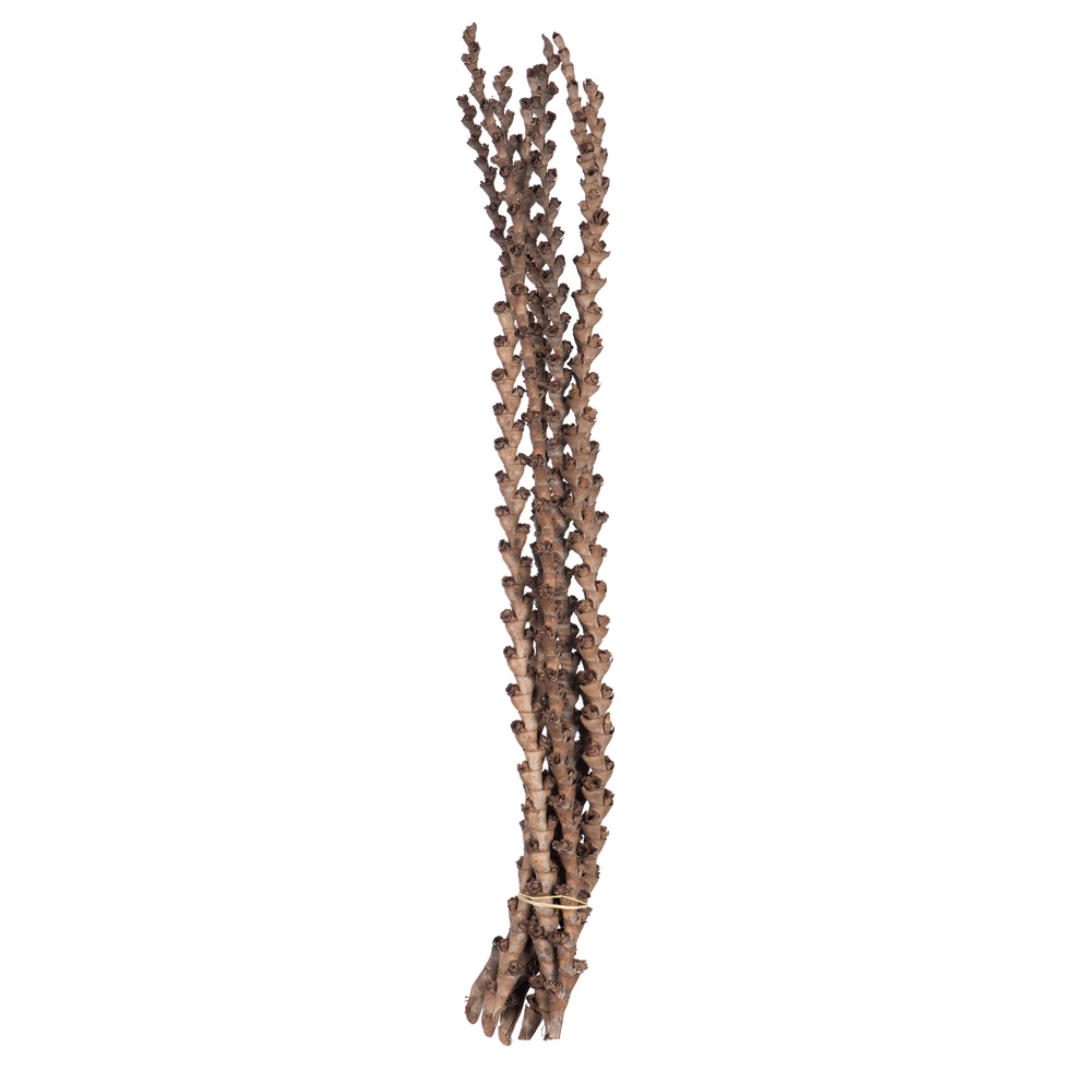 32-36” Natural Ladder Branches - 7/Pk