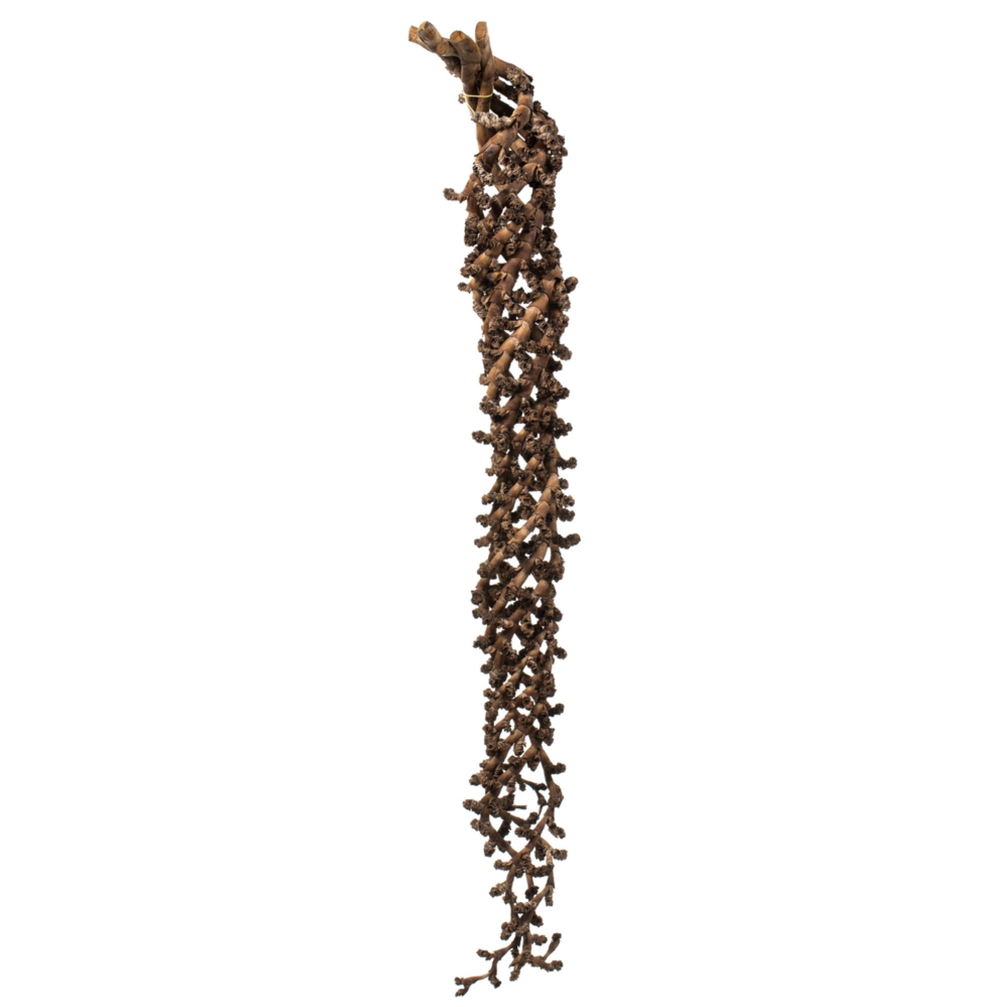 36-44” Natural Curled Ladder Branch 5/Pk
