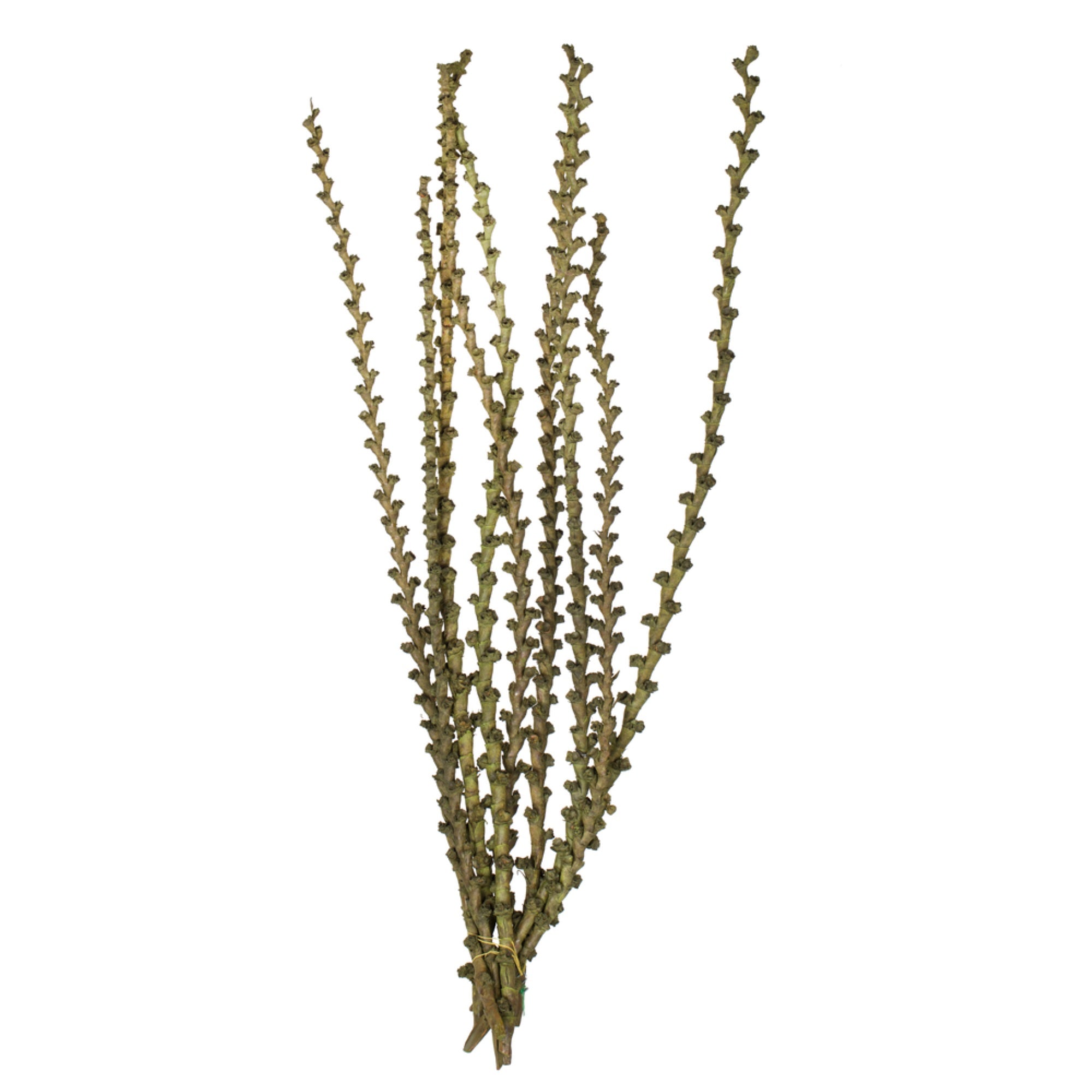 40-48” Green Ladder Branches 9Pk
