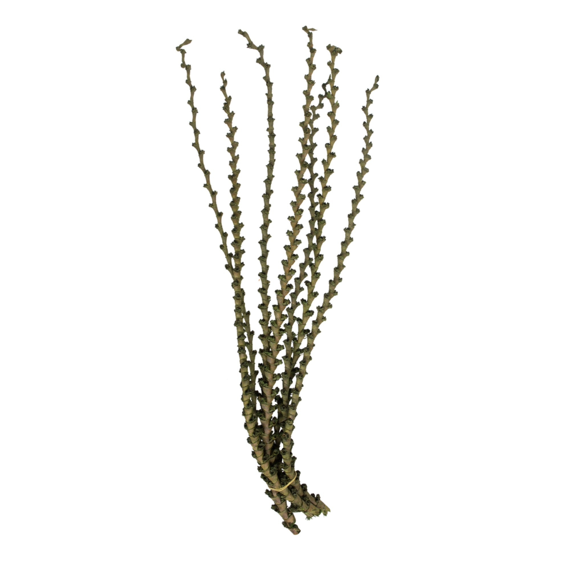 40-48” Green Ladder Branches 7Pk